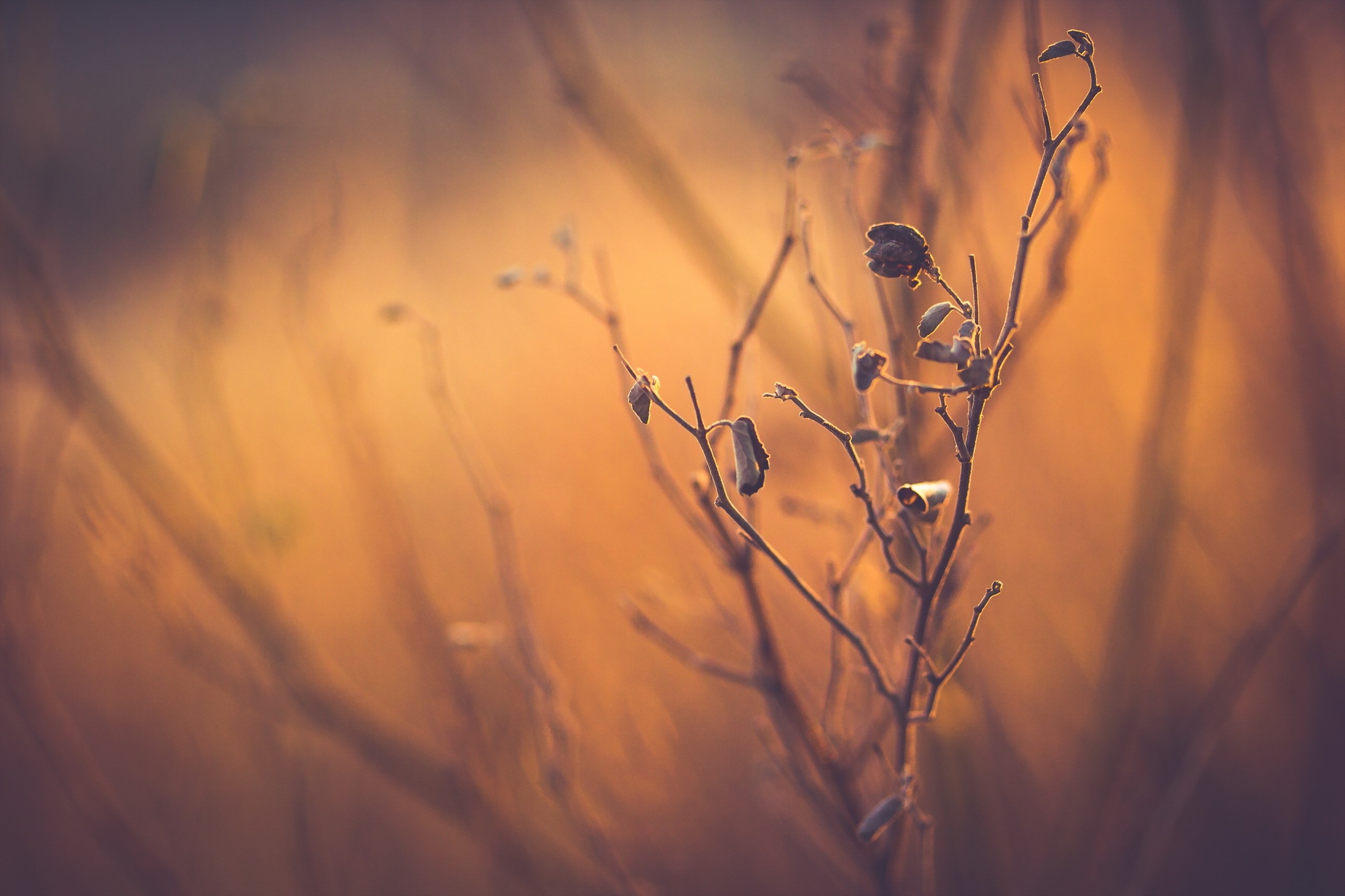 Close up of dry plant branches with soft golden light HD Wallpaper