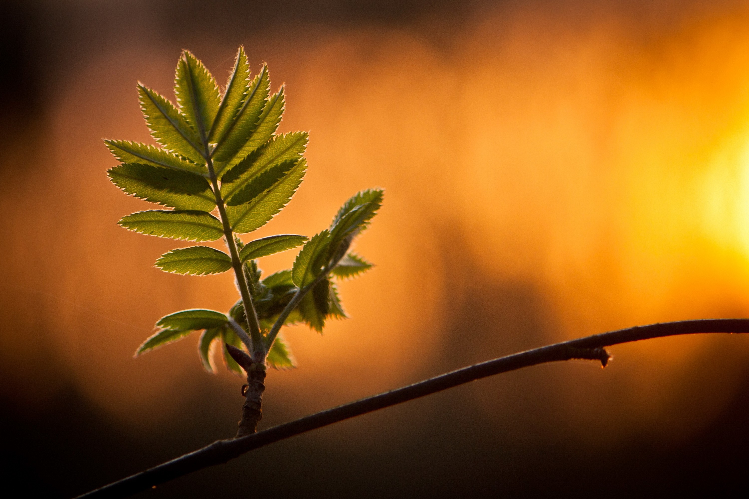 Green leaf on a branch at sunset HD Wallpaper