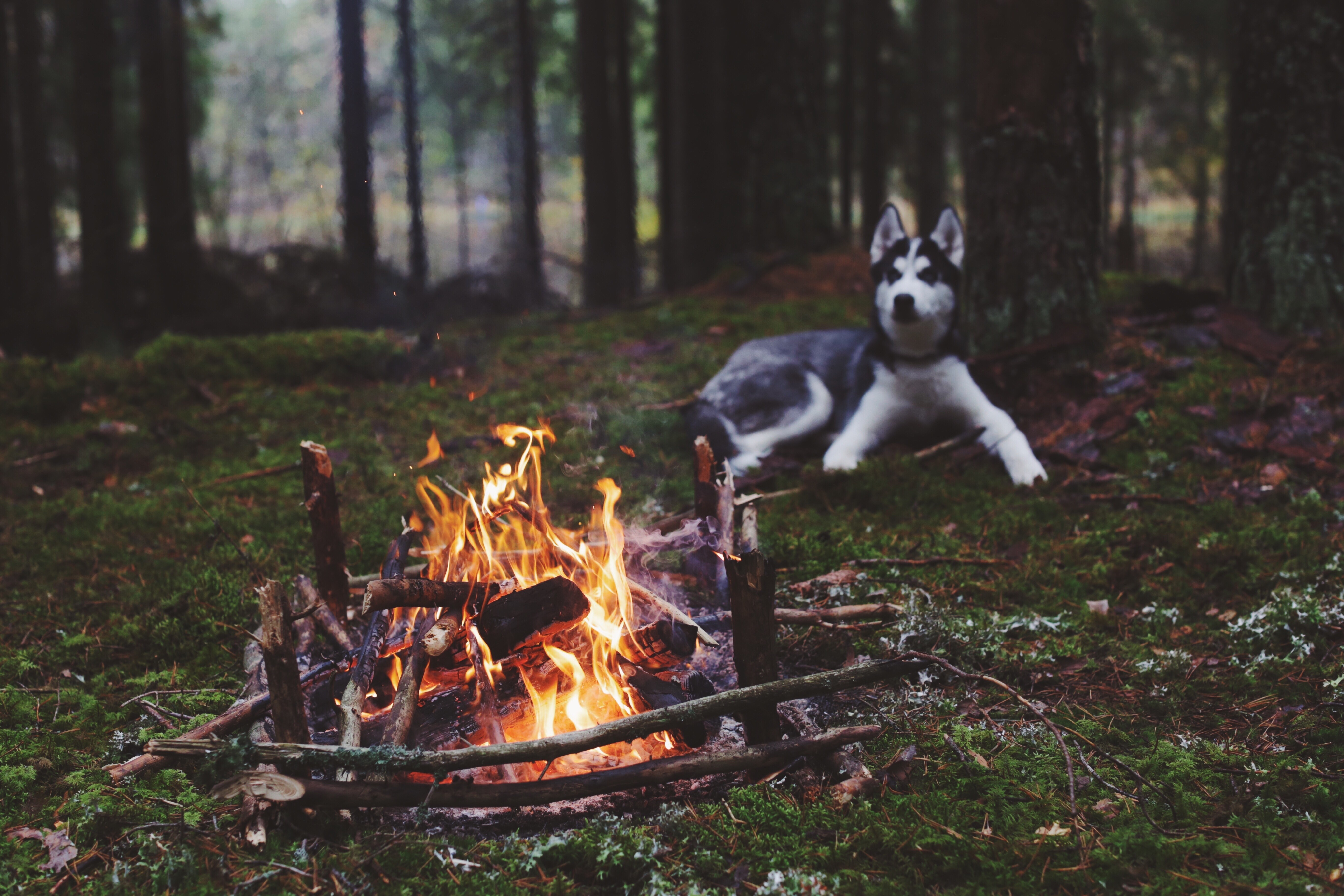 Siberian Husky by campfire in a forest HD Wallpaper