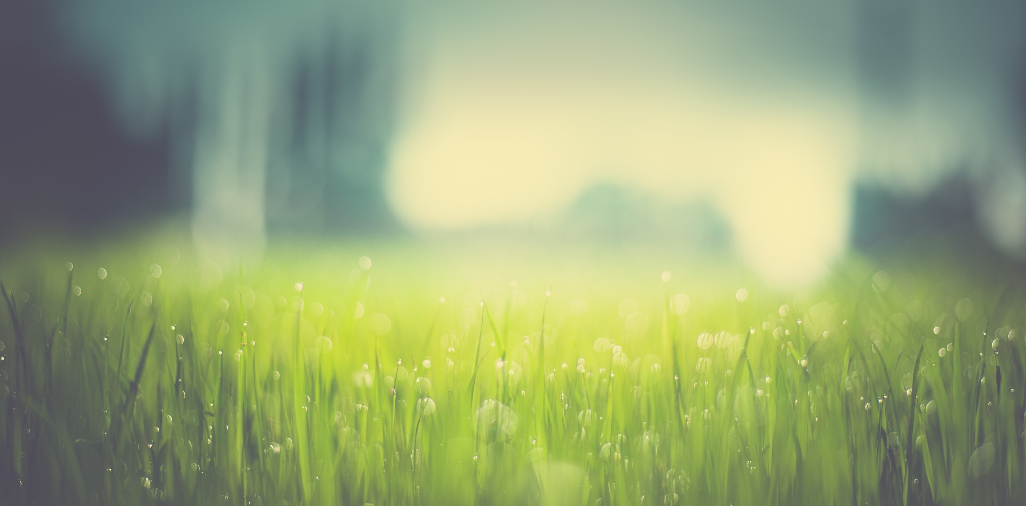 Close-up of grass with dew drops in soft sunlight HD Wallpaper