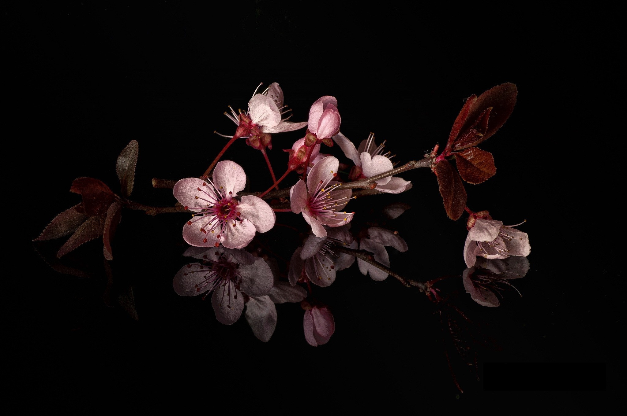 Pink cherry blossoms on a dark background with reflections HD Wallpaper
