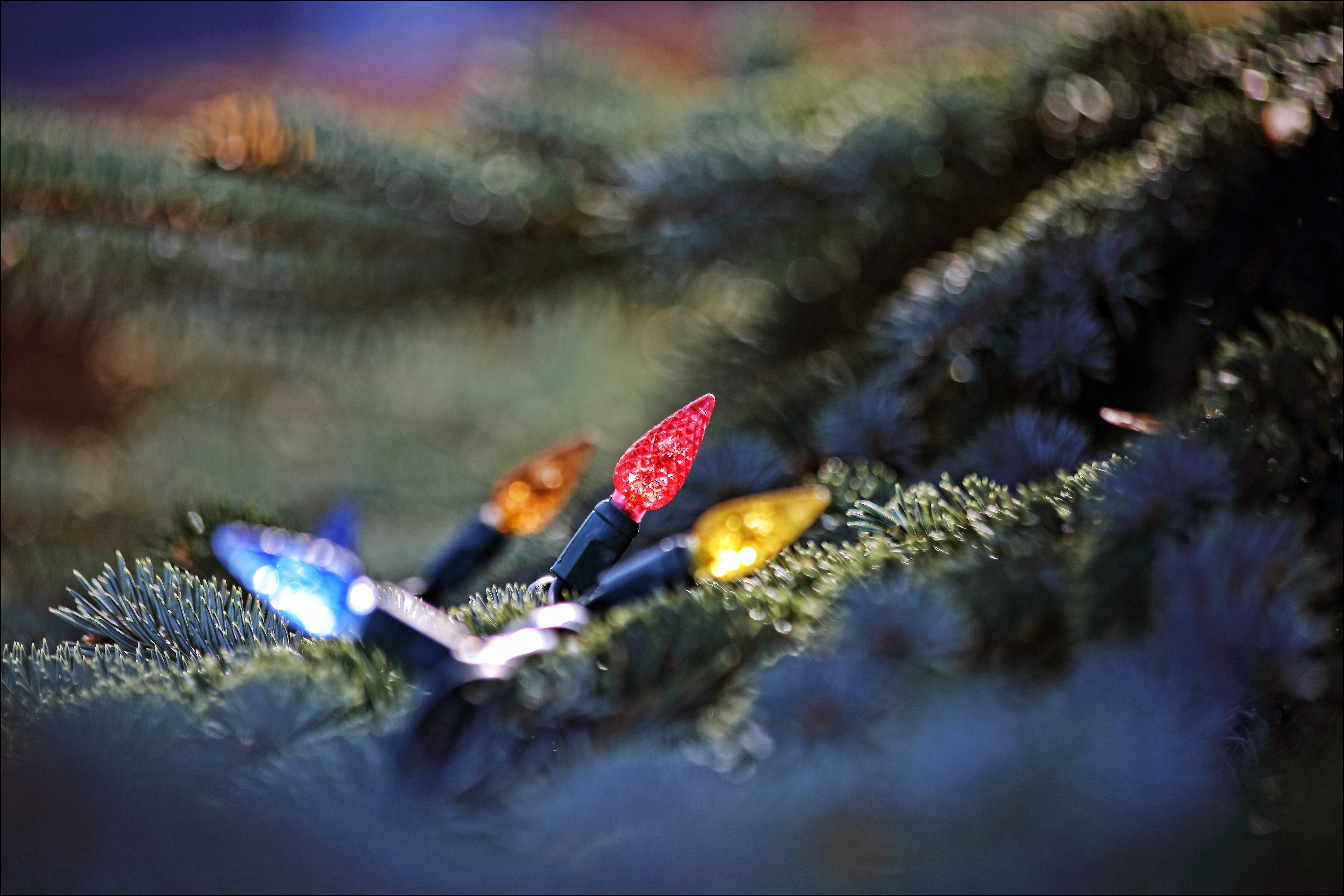 Christmas lights on a pine tree HD Wallpaper