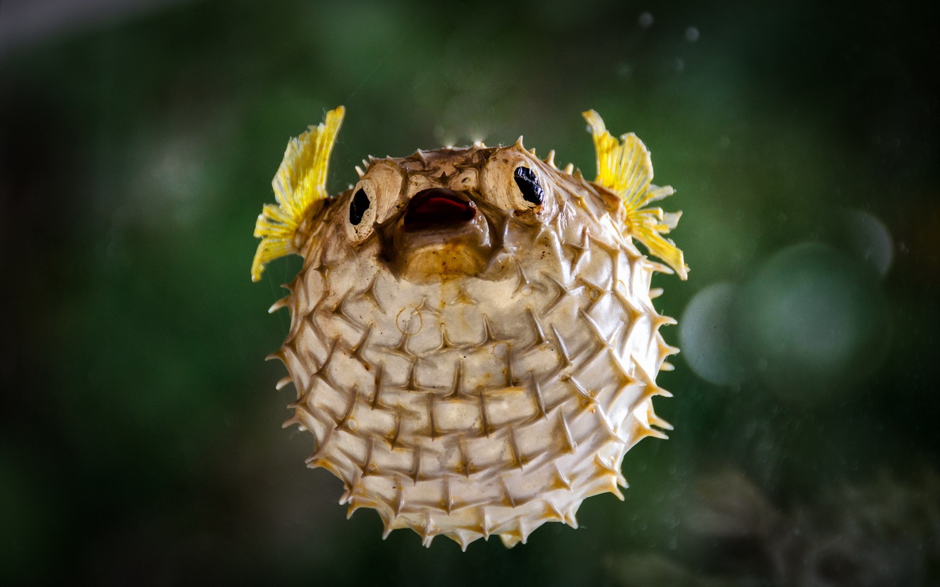 Dried pufferfish with yellow fins and spikes HD Wallpaper