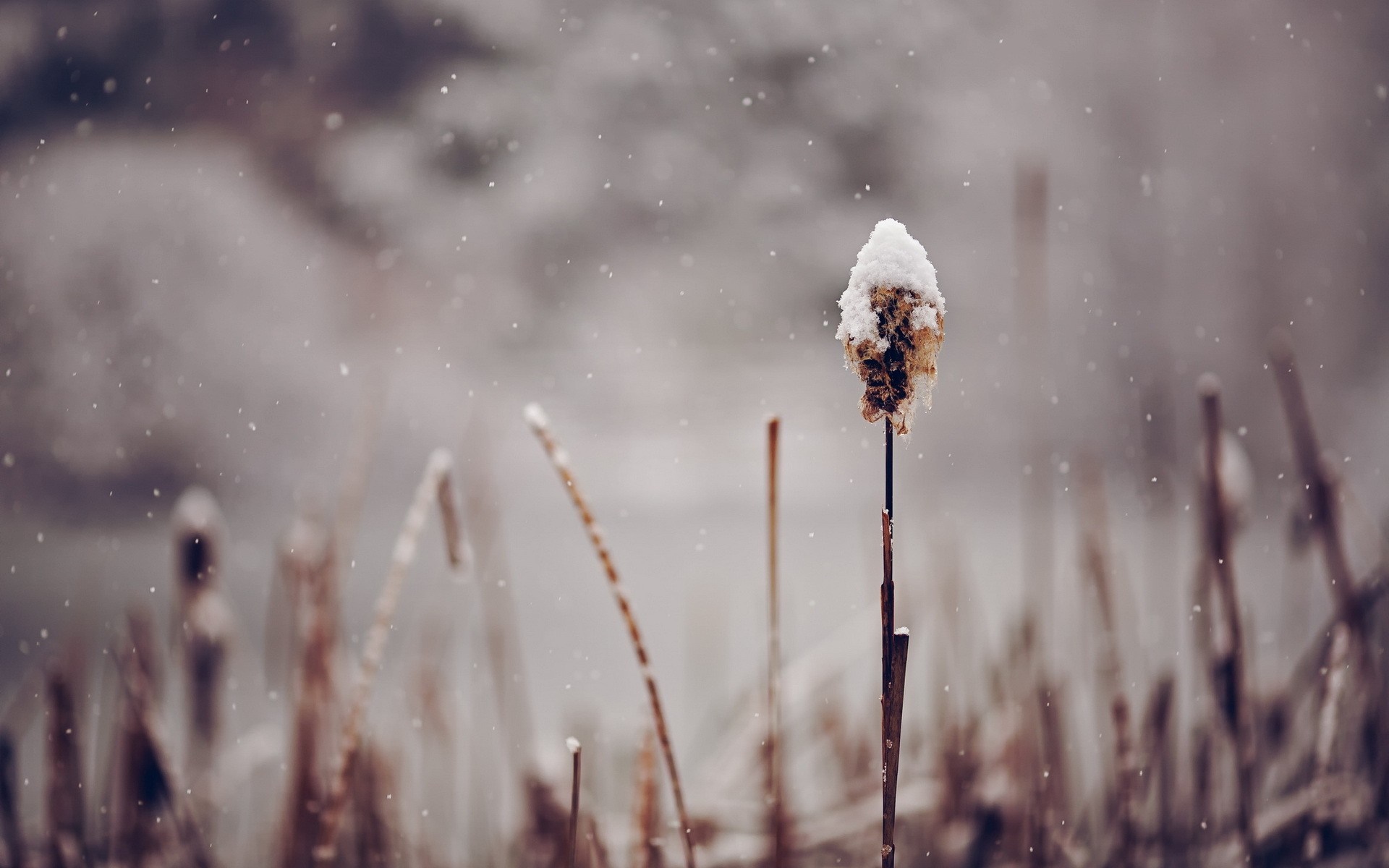 Close up of a snow-covered cattail in winter HD Wallpaper
