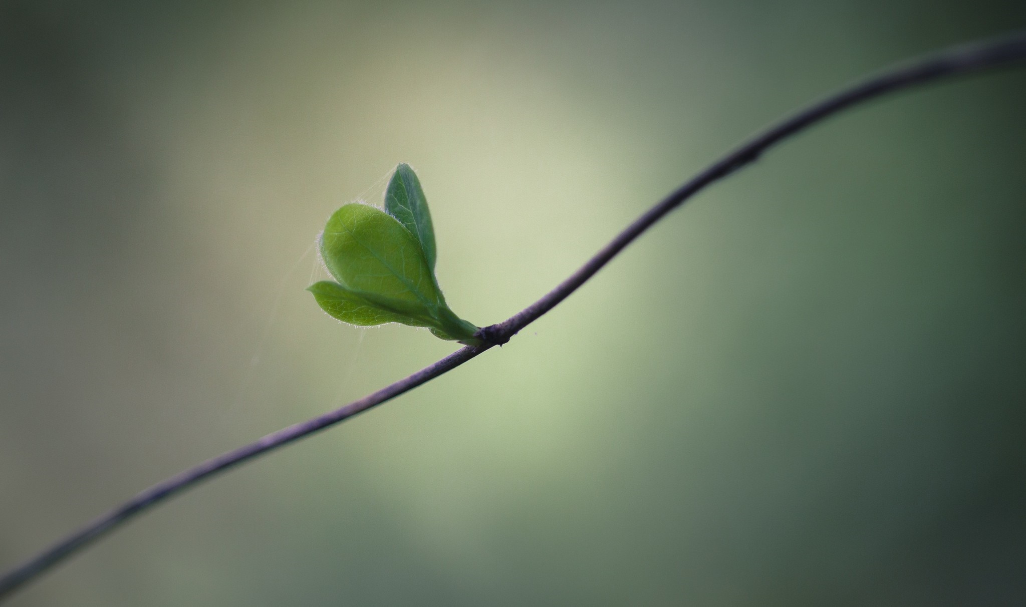 Close-up of a new green bud on a thin branch HD Wallpaper