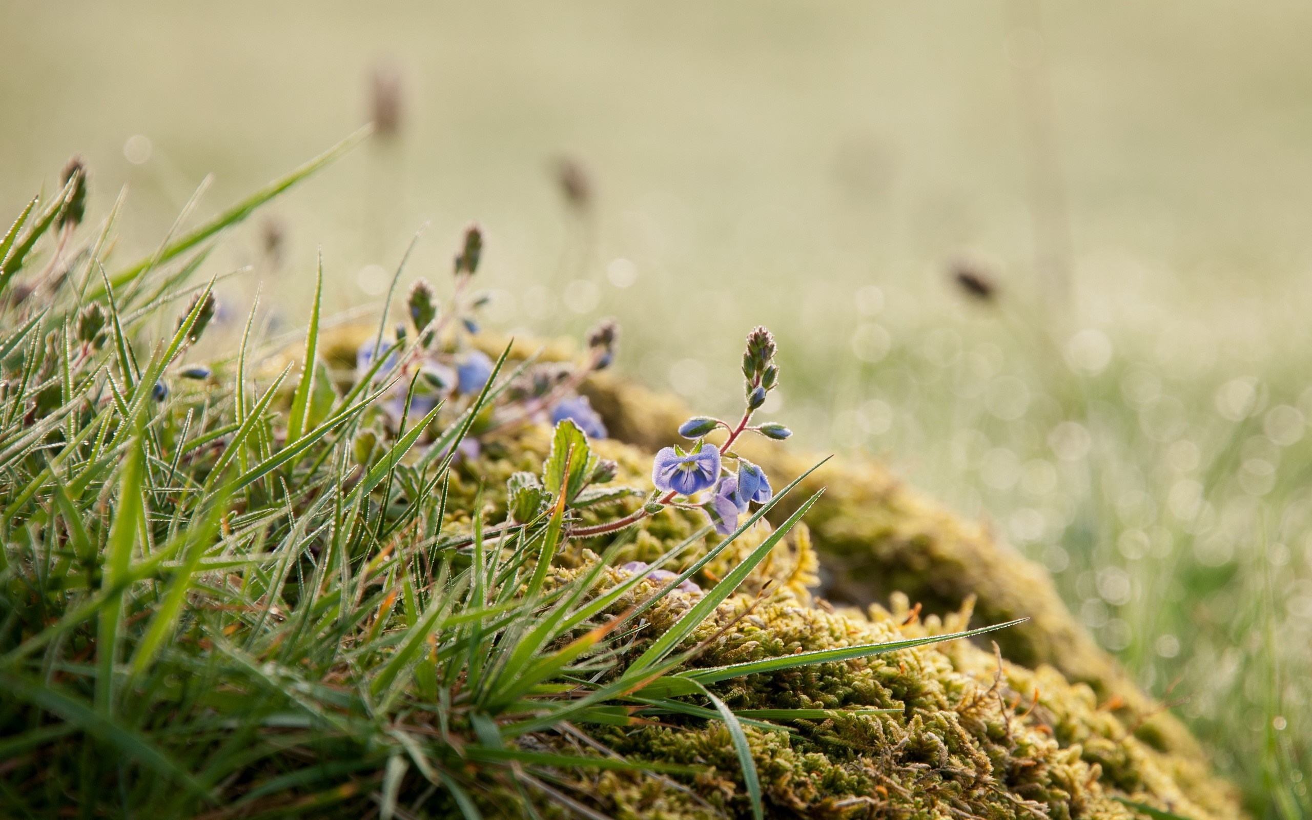 Close-up of blue wildflowers on mossy ground with dew drops HD Wallpaper