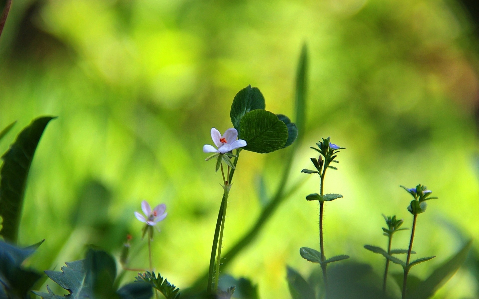 Close up of small wildflowers and clover in green field HD Wallpaper