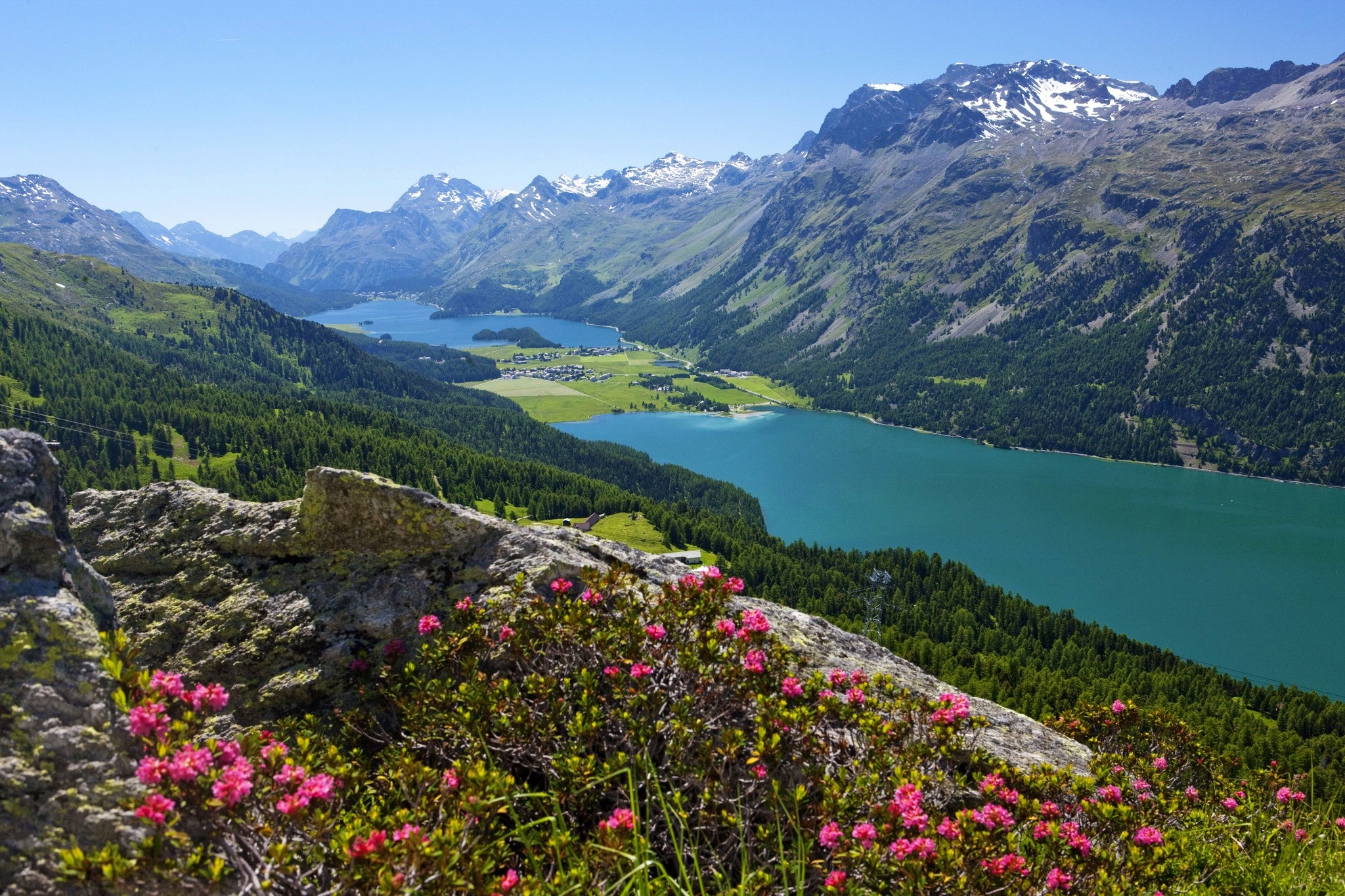 Alpine lake and mountains with wildflowers HD Wallpaper