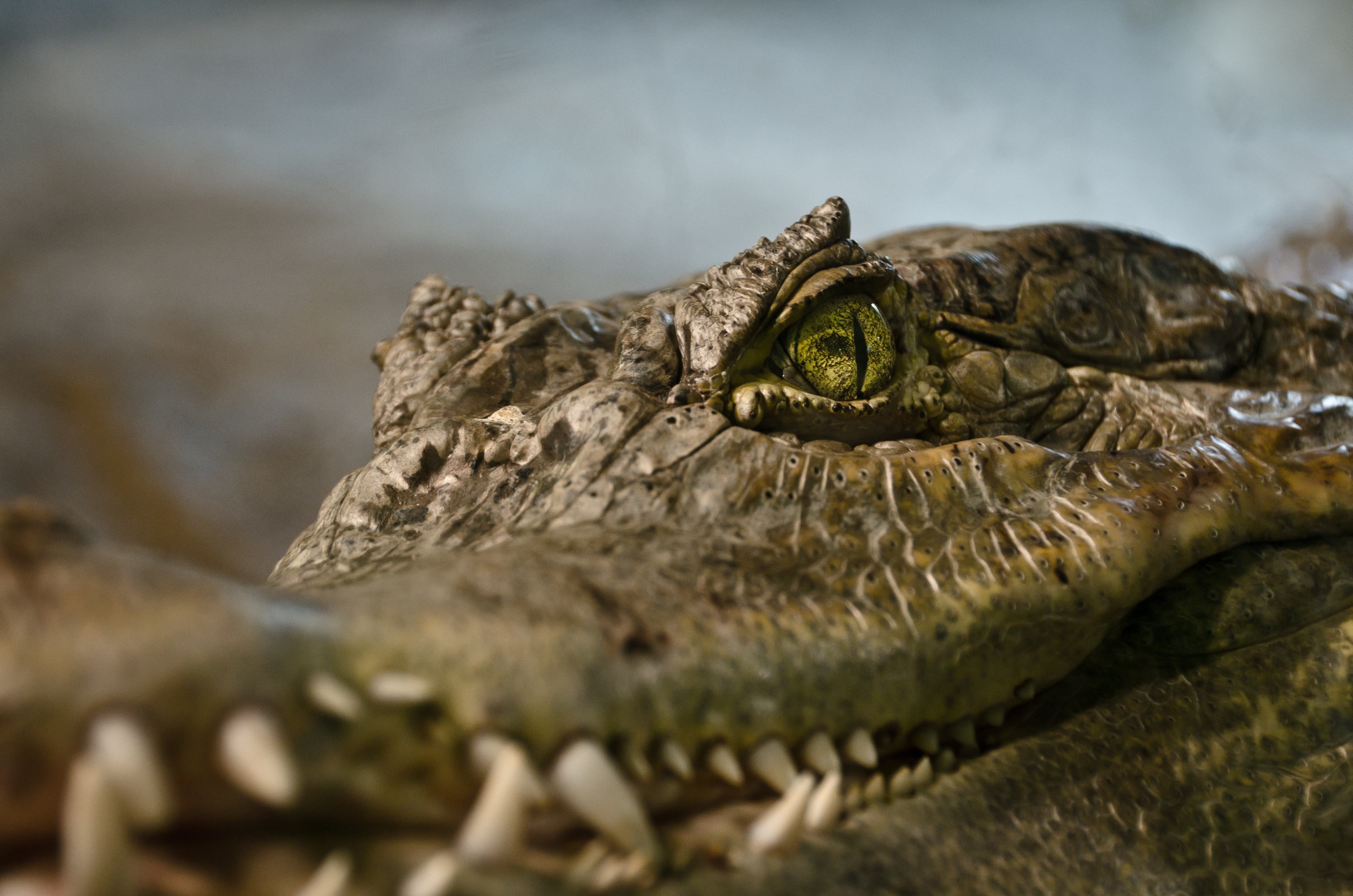 Close-up of a crocodile's eye and teeth HD Wallpaper
