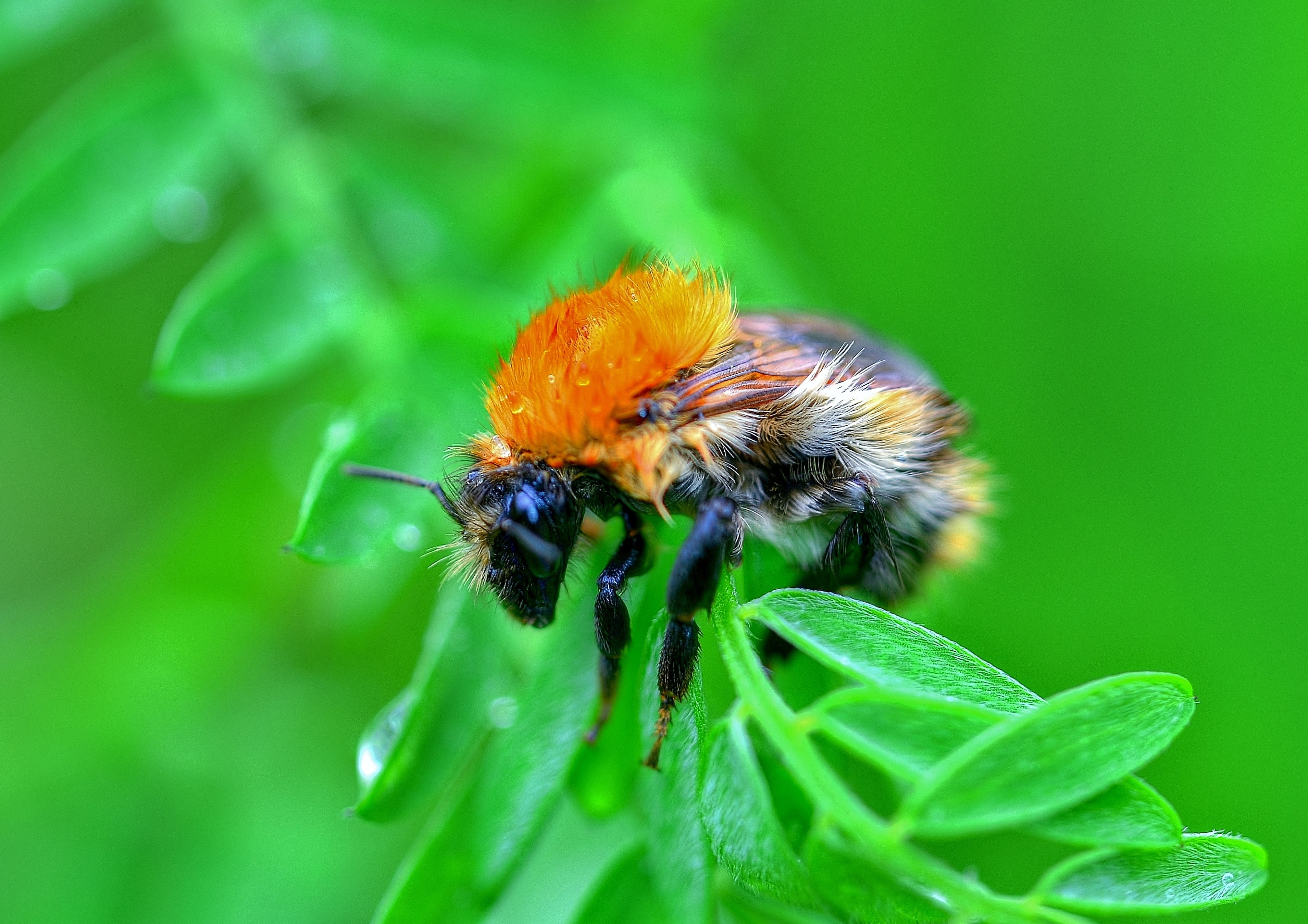 Close-up of a wet bumblebee on green leaves HD Wallpaper