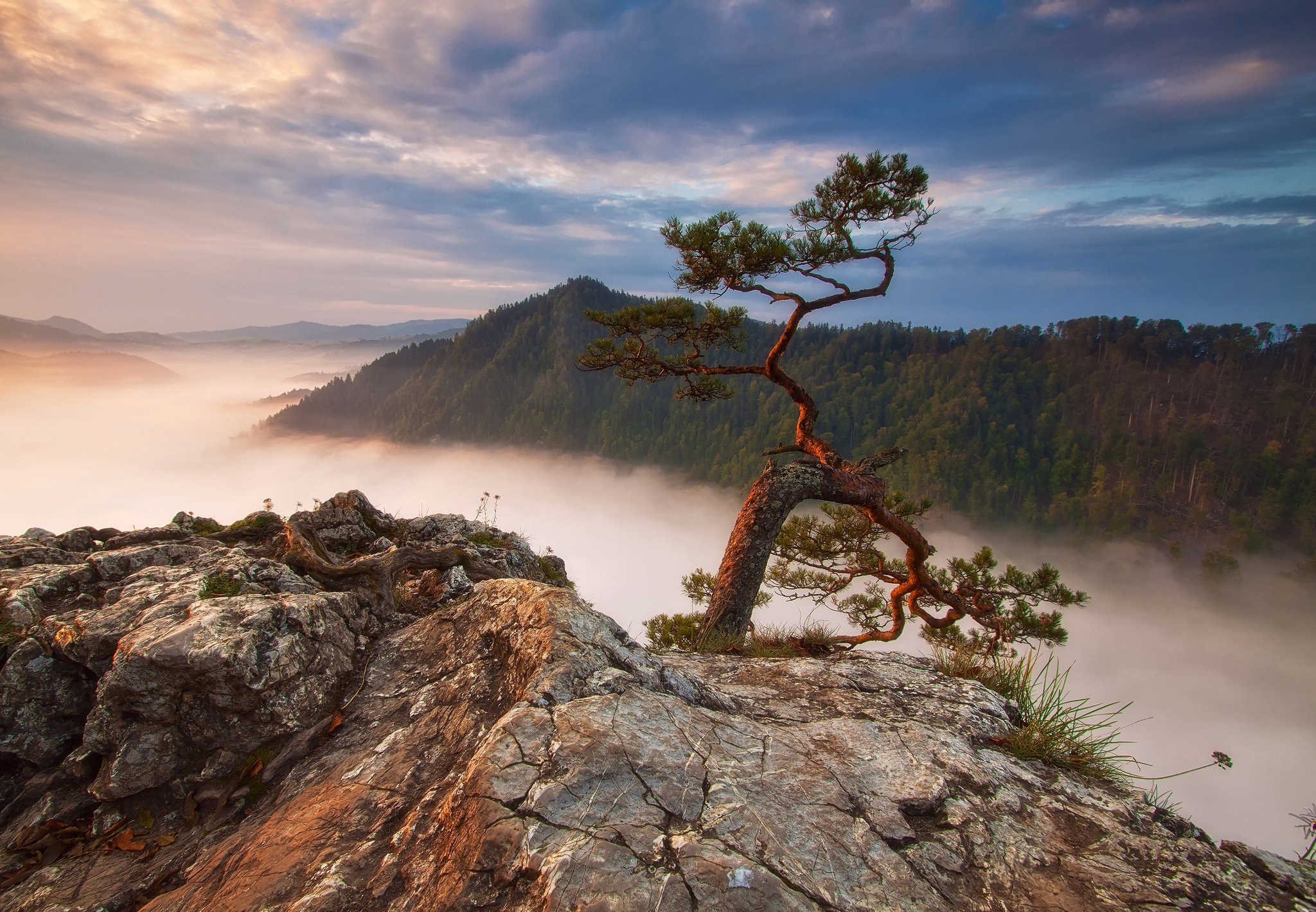 Pine tree on a rocky cliff overlooking foggy mountains at sunrise HD Wallpaper