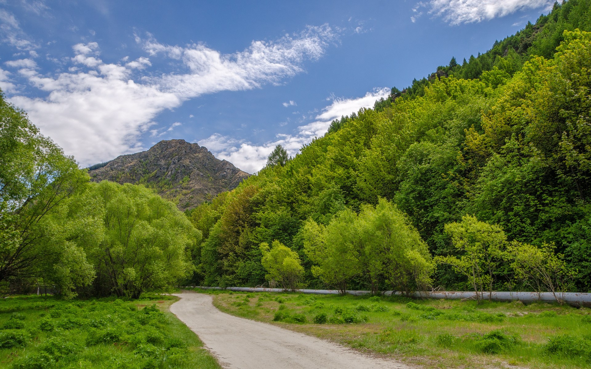 Dirt road through a green forest with mountains HD Wallpaper
