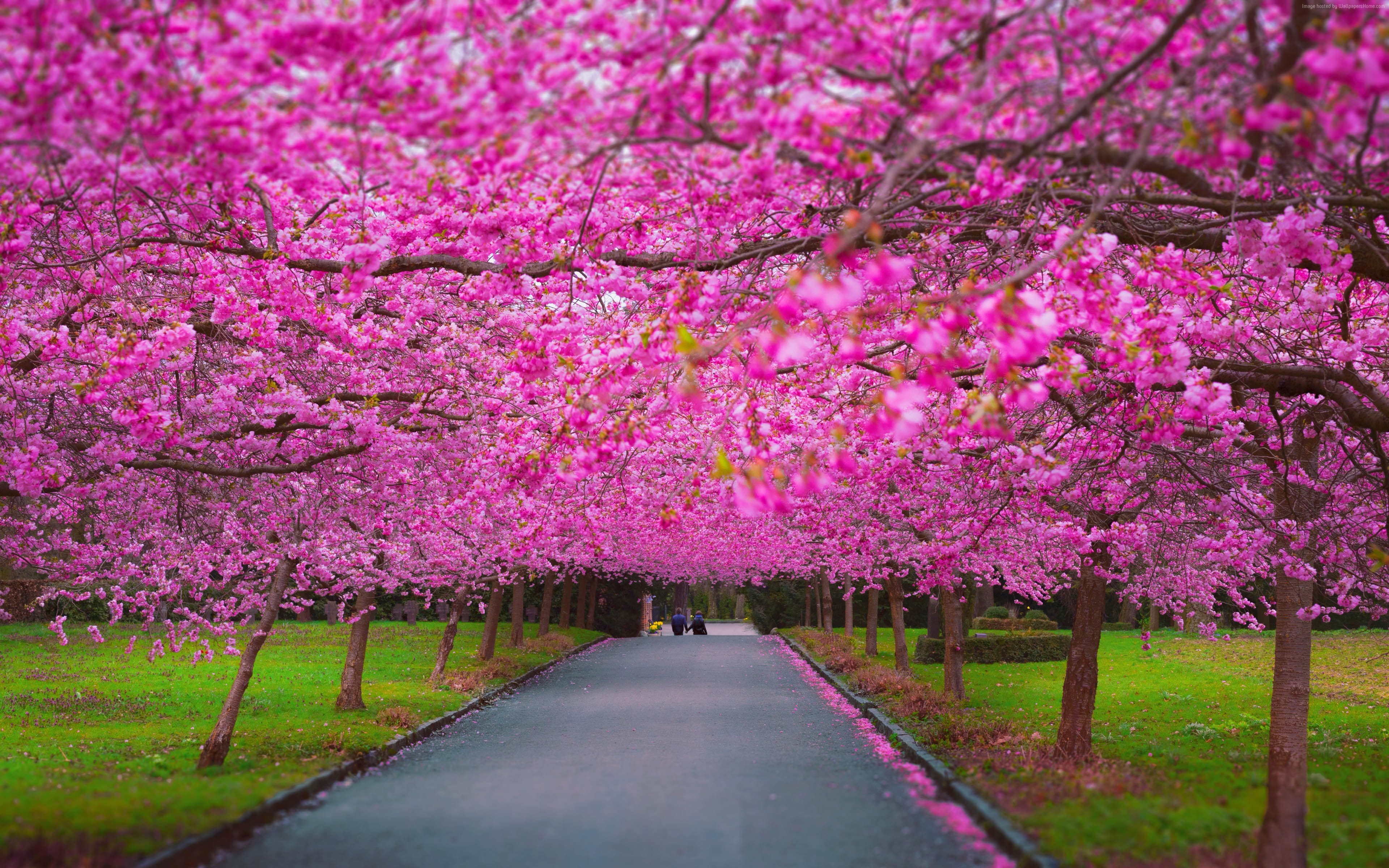 Sakura trees in bloom along a path HD Wallpaper