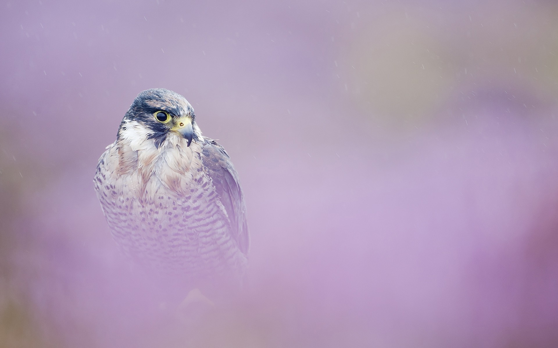 Peregrine falcon perched among purple flowers in the rain HD Wallpaper