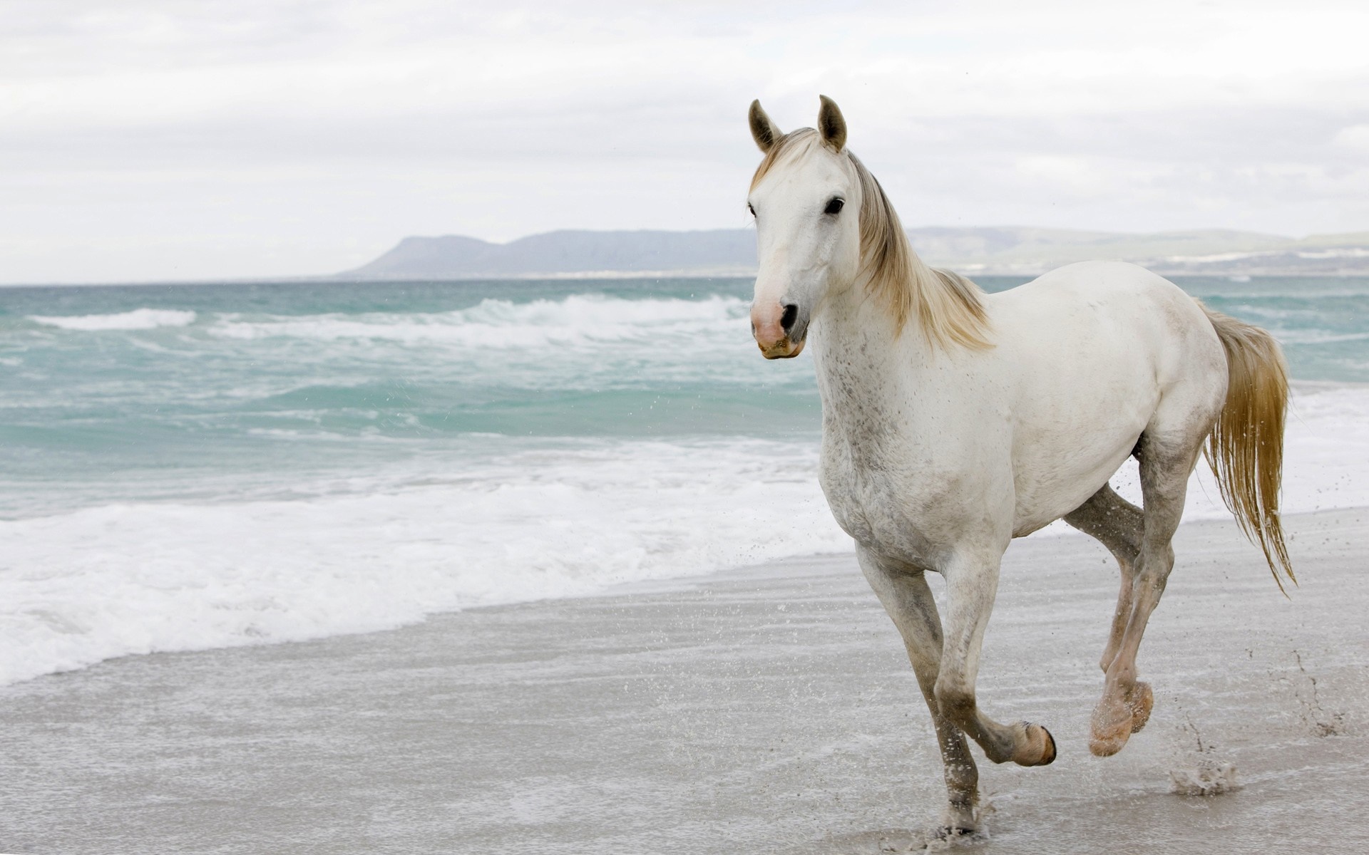 White horse running on a beach with waves HD Wallpaper