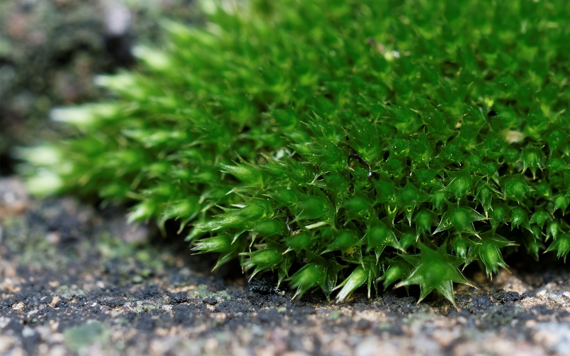 Close-up of green moss on textured ground HD Wallpaper