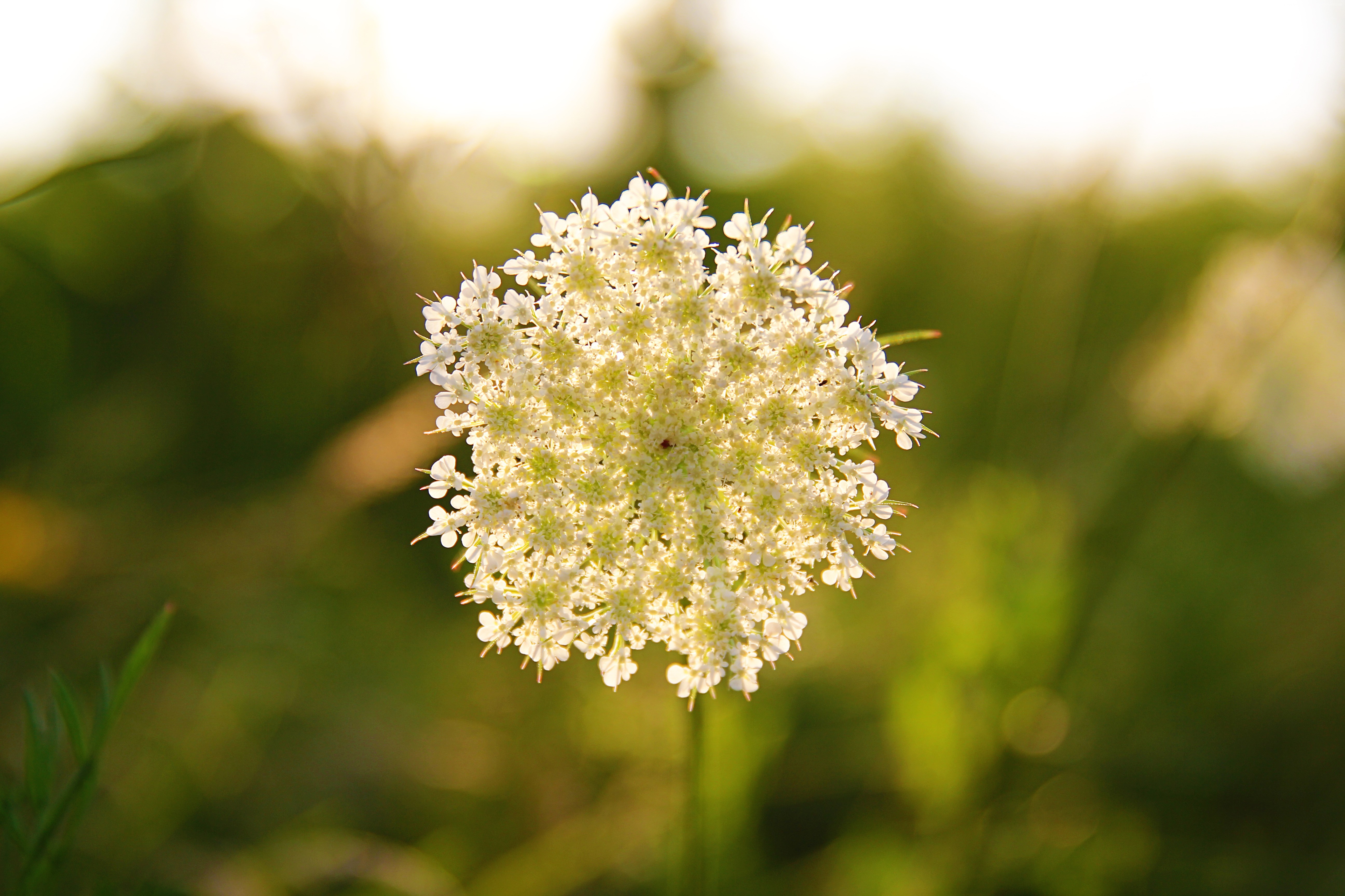 Close-up of a white Queen Anne's Lace flower HD Wallpaper