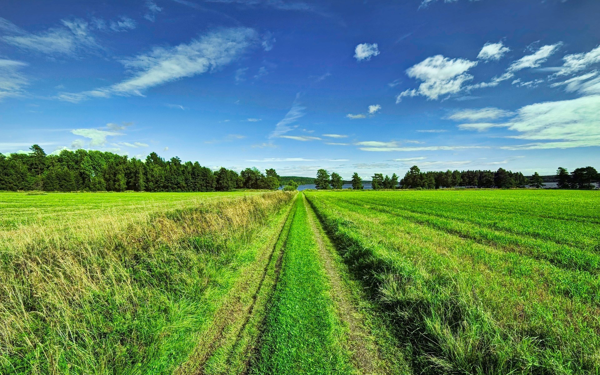 A dirt path through a green field under a blue sky HD Wallpaper