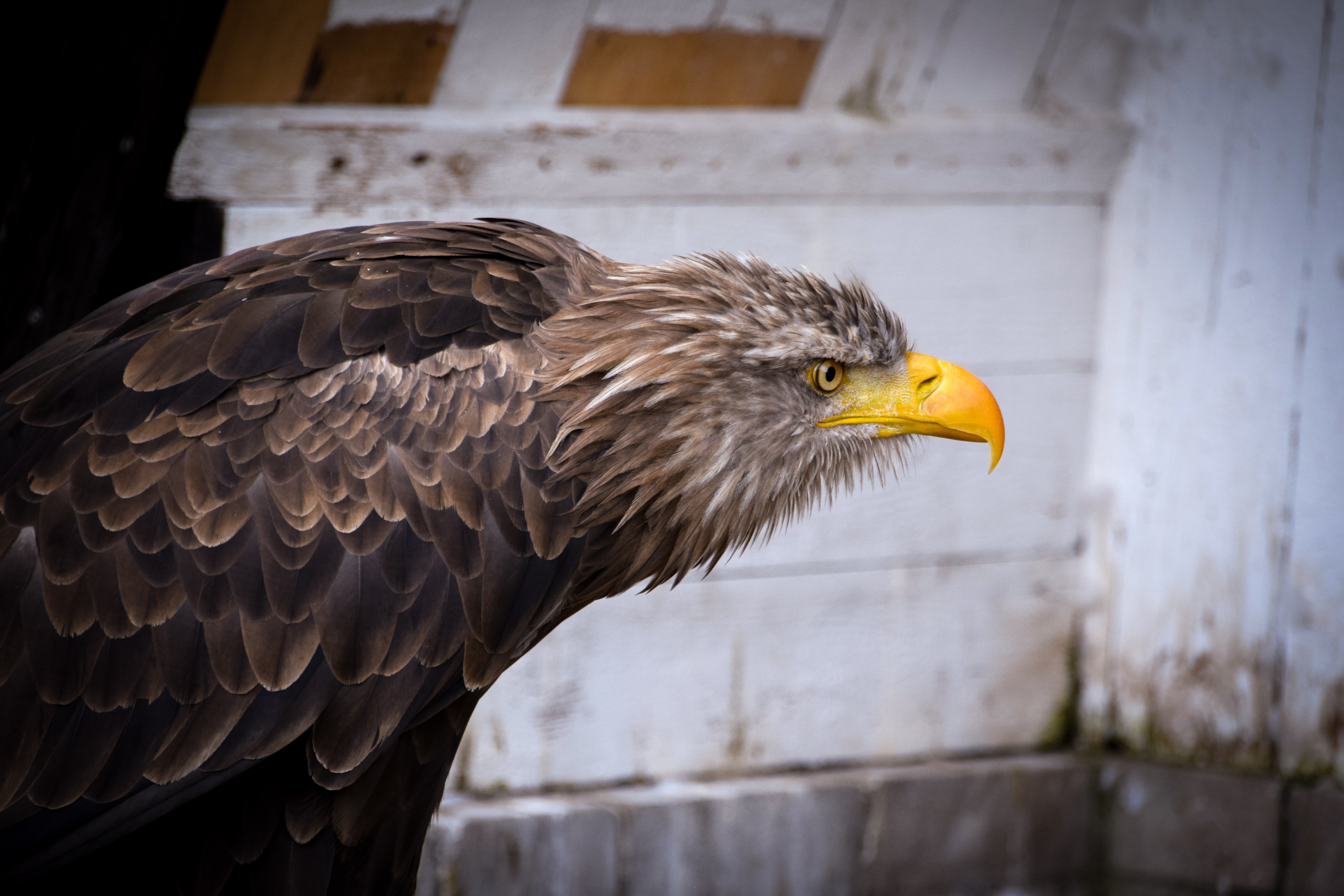 White-tailed eagle with yellow beak and brown feathers HD Wallpaper