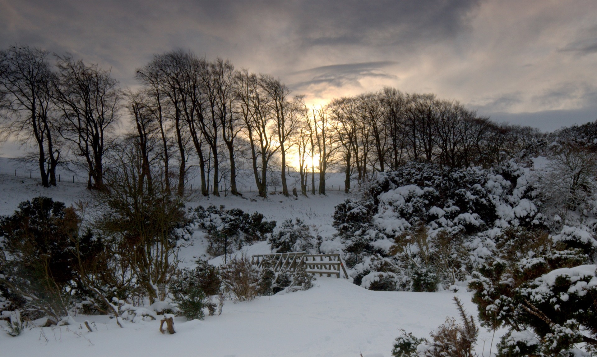 Snowy landscape with trees at sunset HD Wallpaper