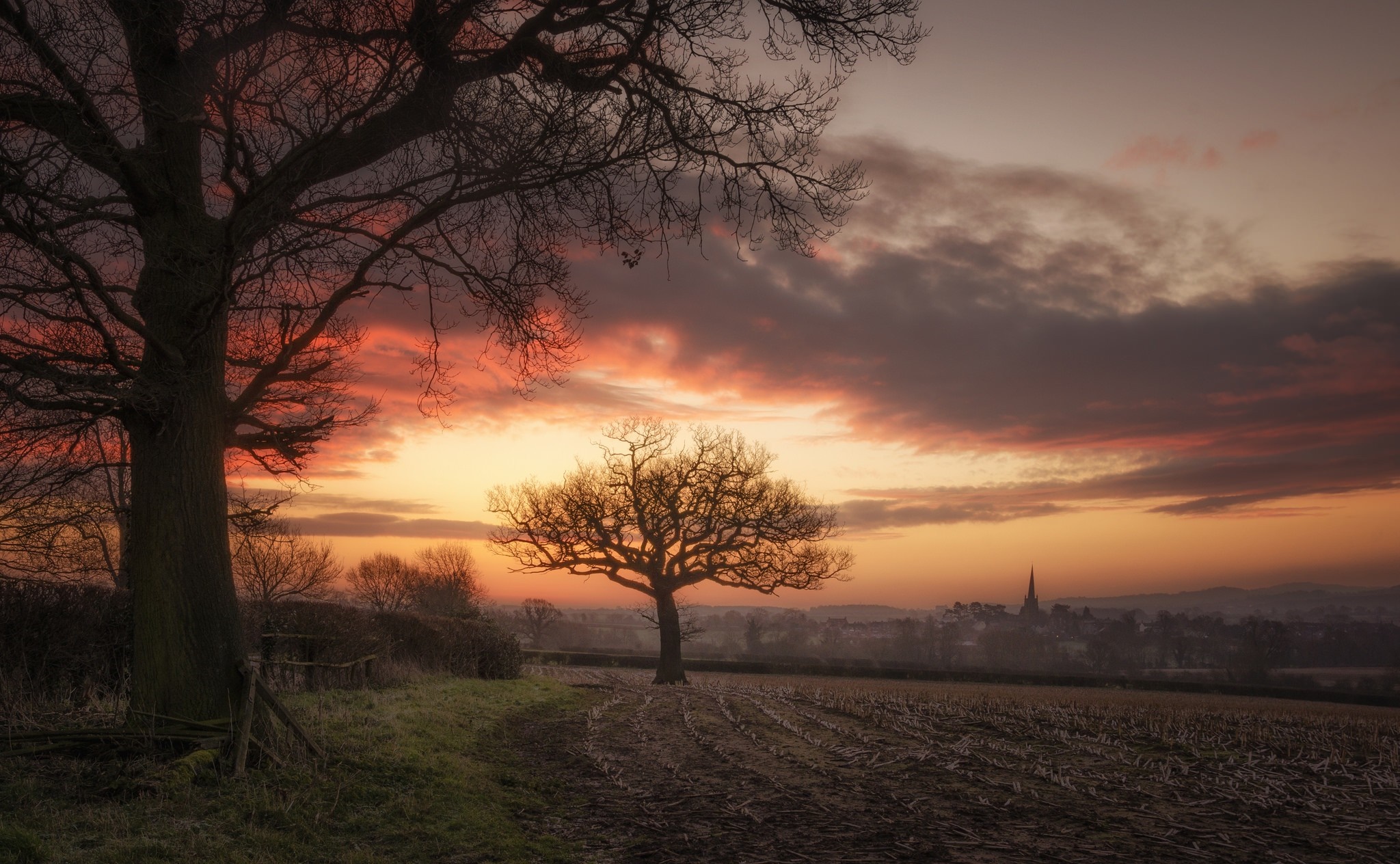 Bare trees in a field at sunset with a church spire HD Wallpaper