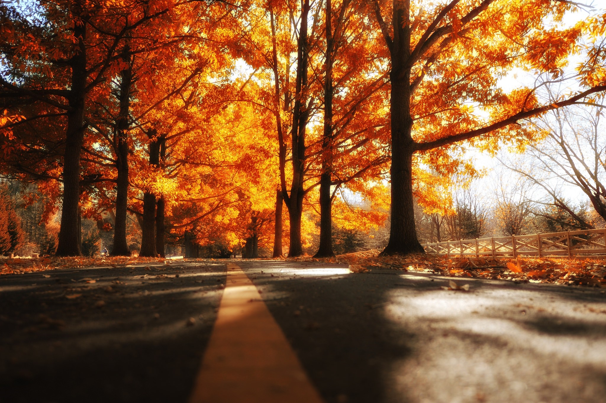 Road lined with autumn trees in sunlight HD Wallpaper