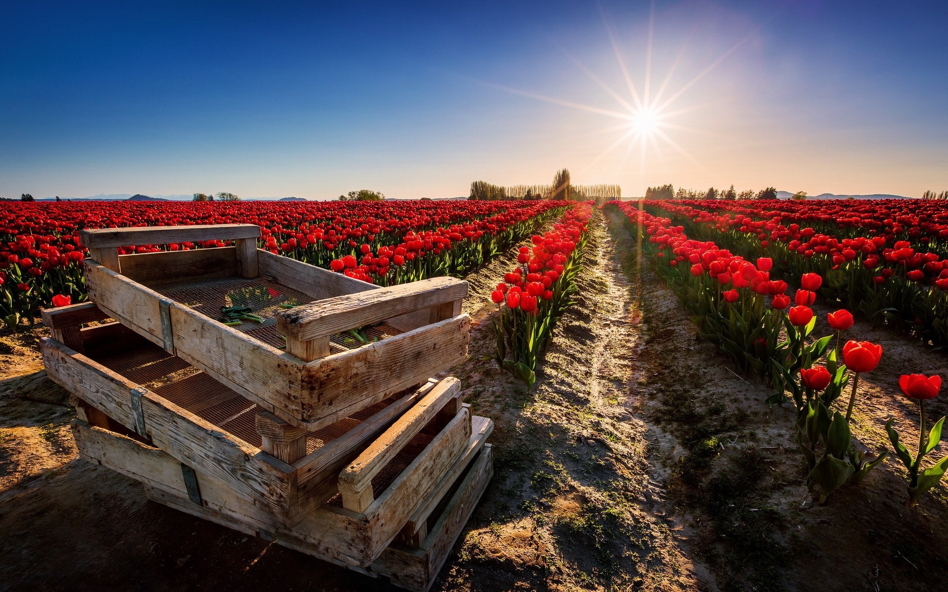 Red Tulips Field with Wooden Crates at Sunset HD Wallpaper