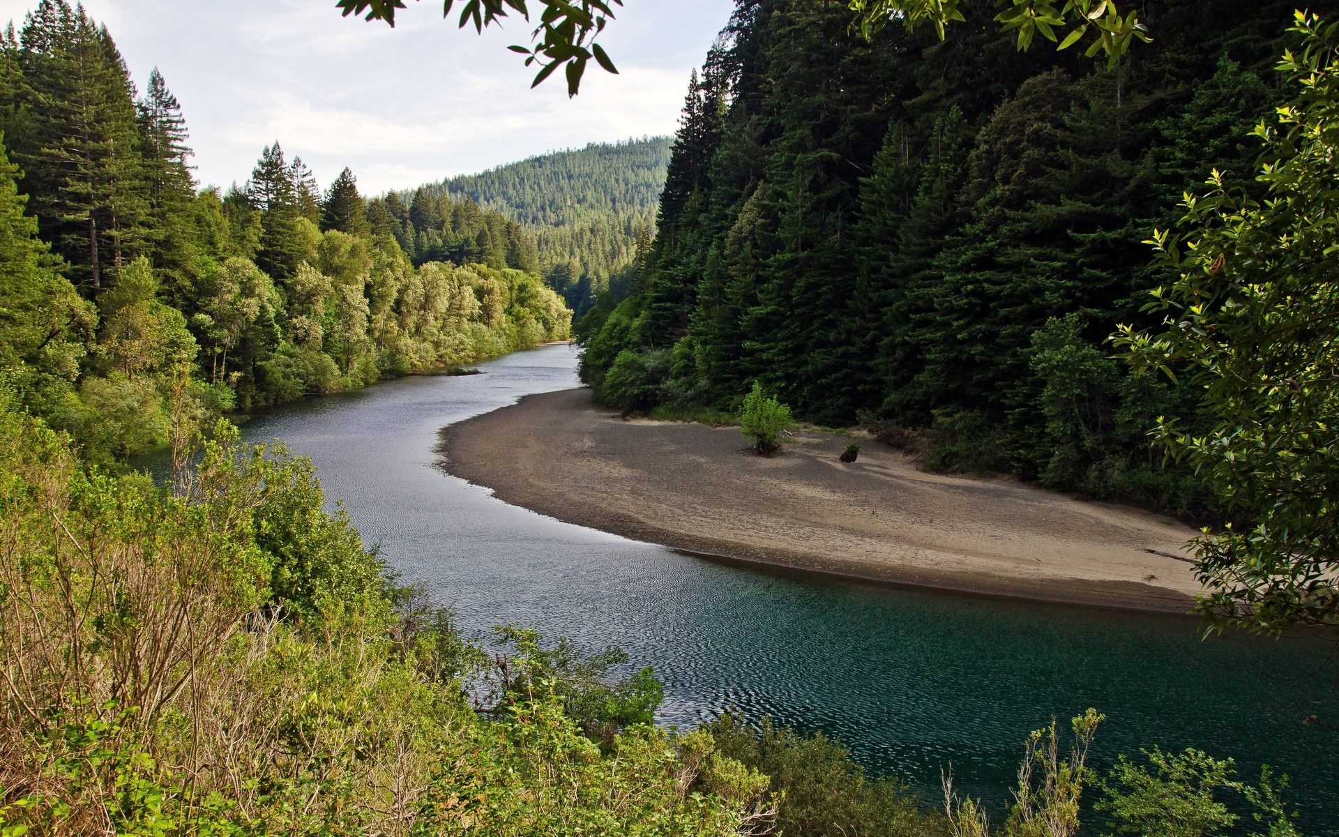 River flowing through a redwood forest HD Wallpaper