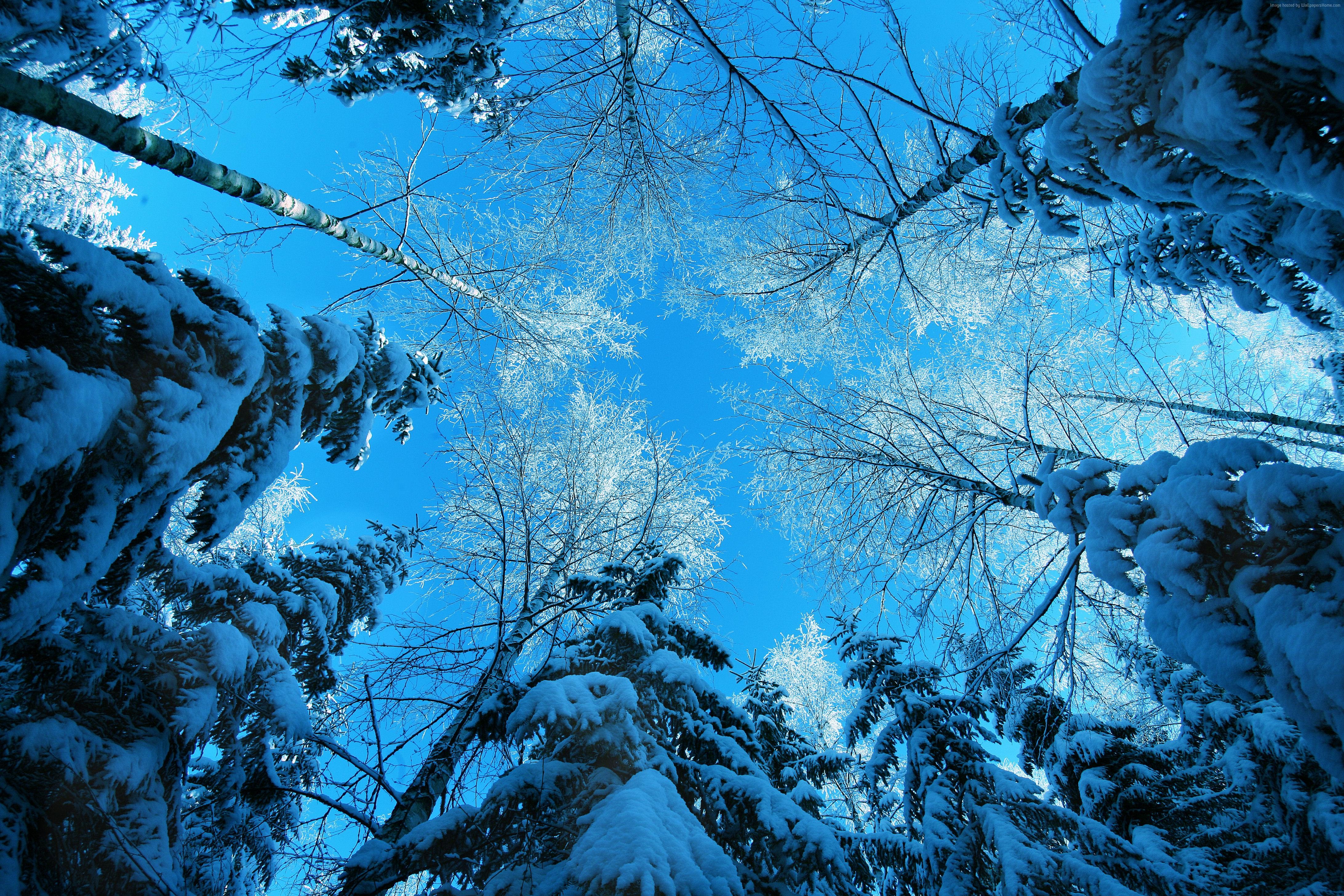 Snow-covered trees against a bright blue sky HD Wallpaper
