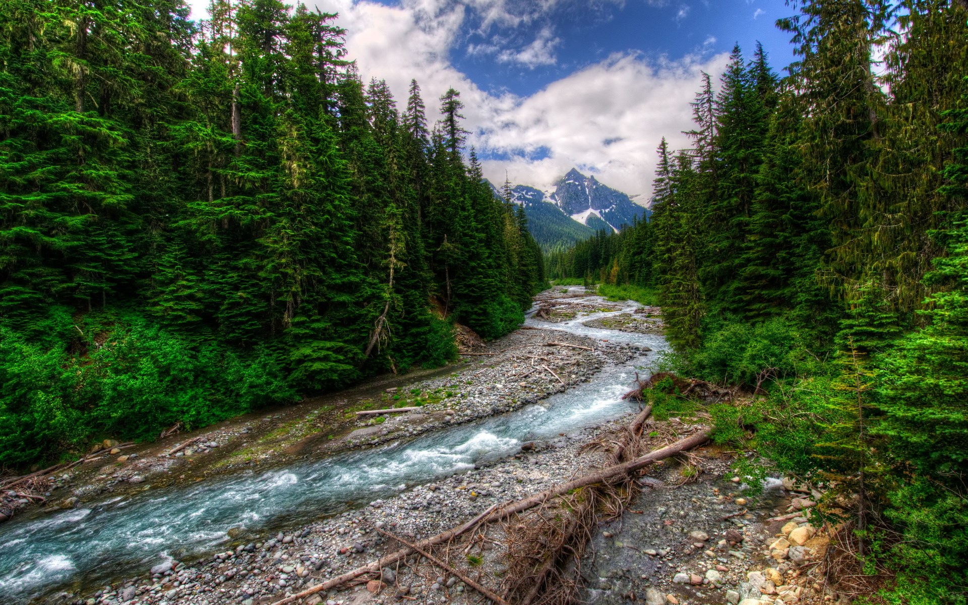 Mountain river flowing through a dense forest HD Wallpaper