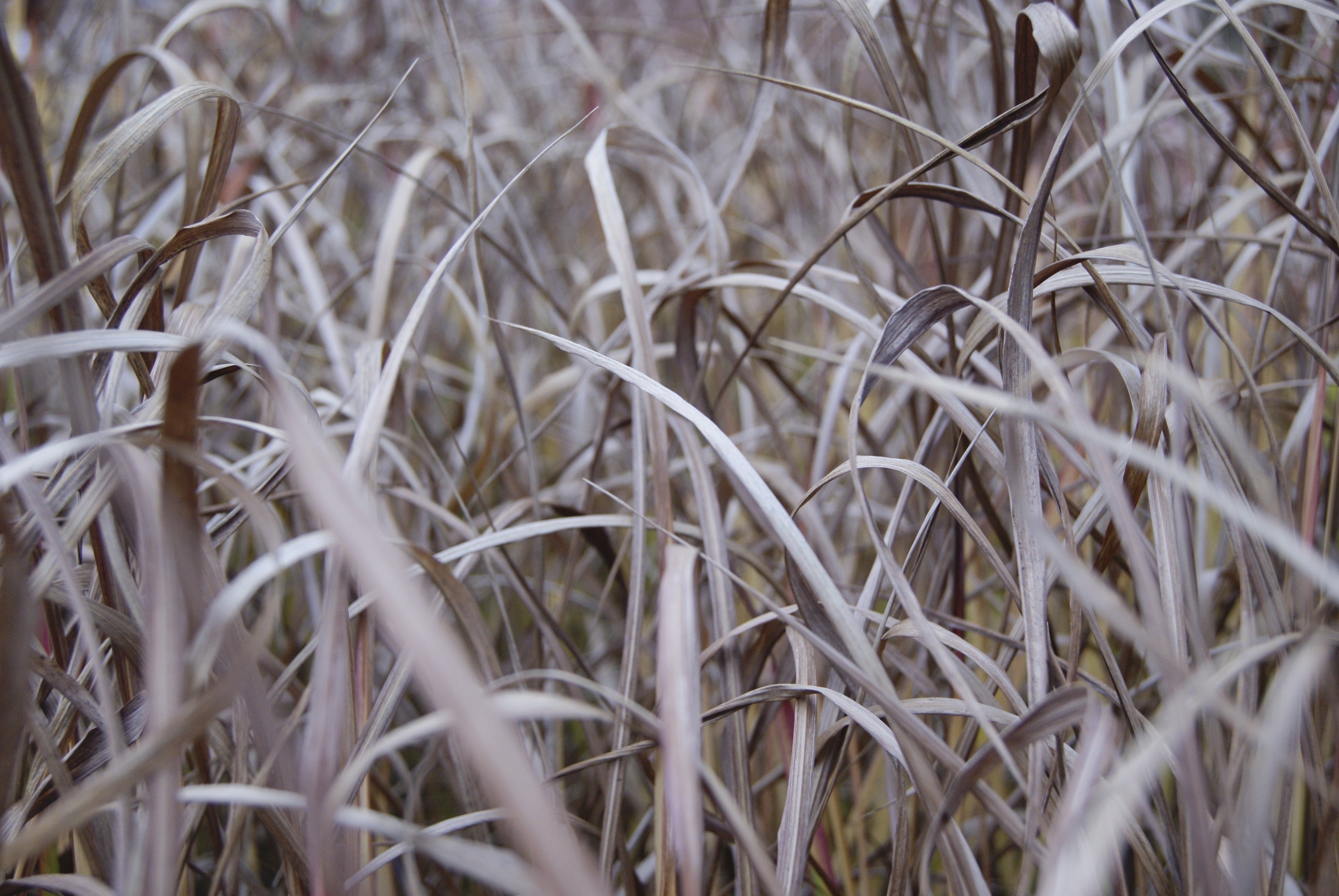 Dry grass stalks in a field HD Wallpaper