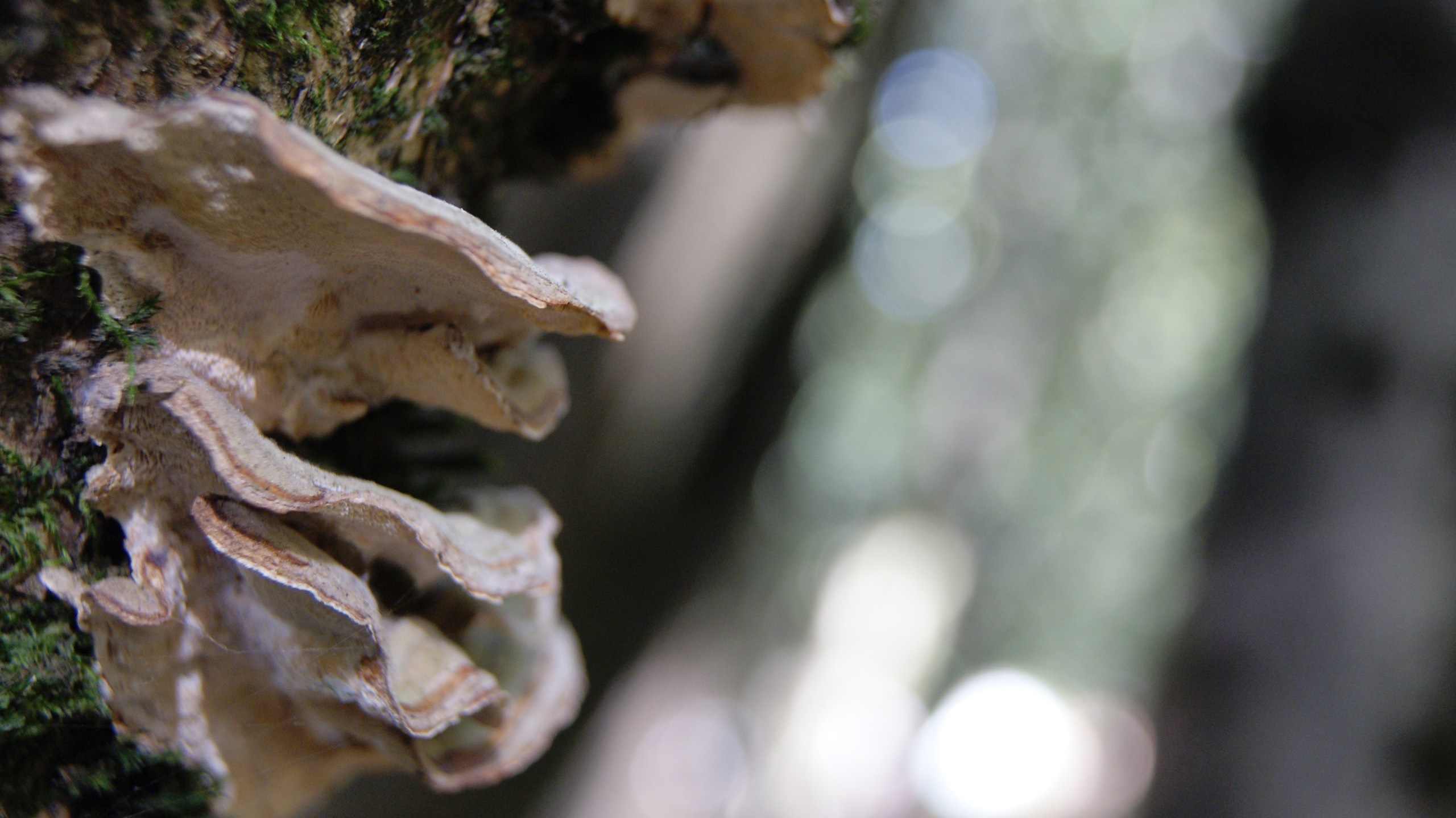 Close up of shelf fungus on a mossy tree trunk HD Wallpaper