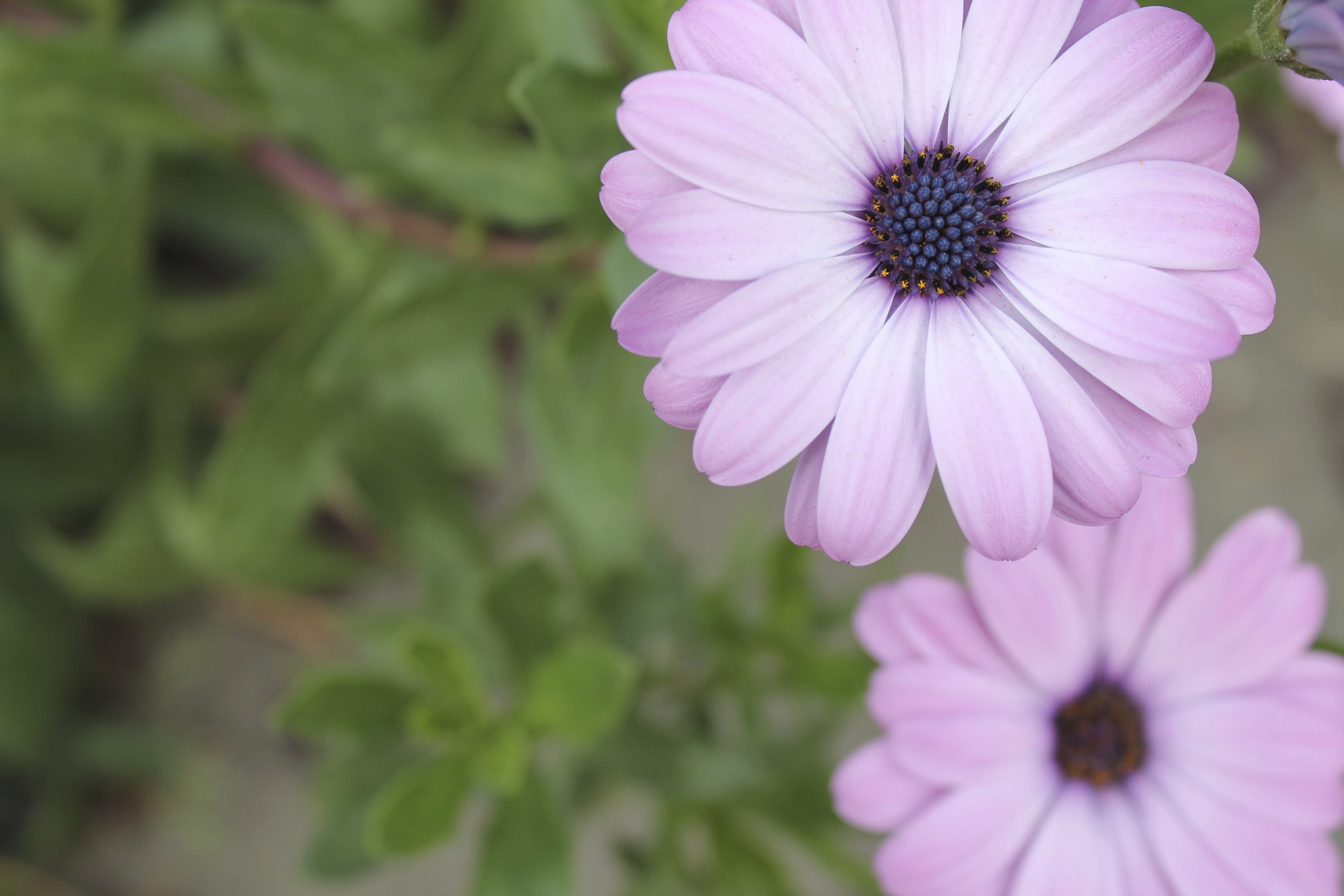 Close-up of purple daisy flowers with green foliage HD Wallpaper