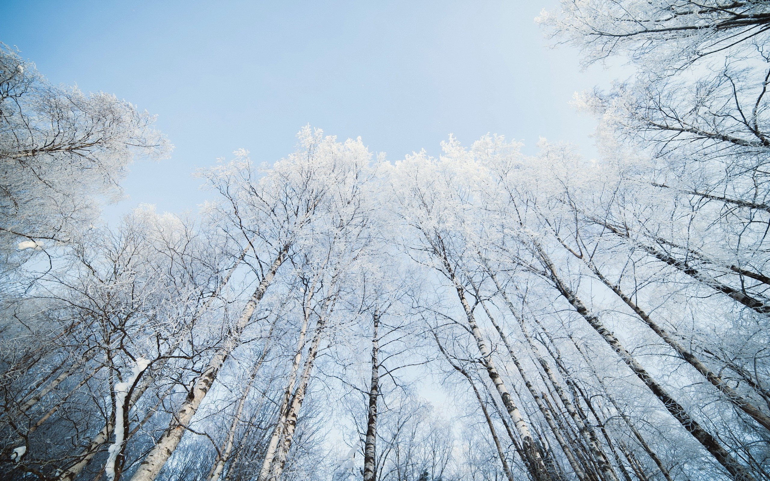 Bare trees covered in frost under a clear sky HD Wallpaper