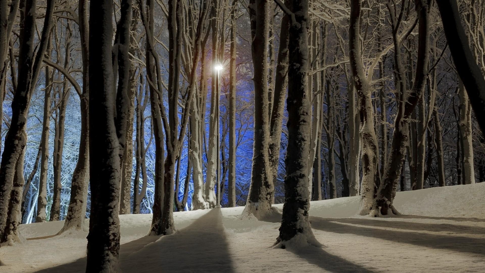 Snowy forest at night with a street lamp HD Wallpaper