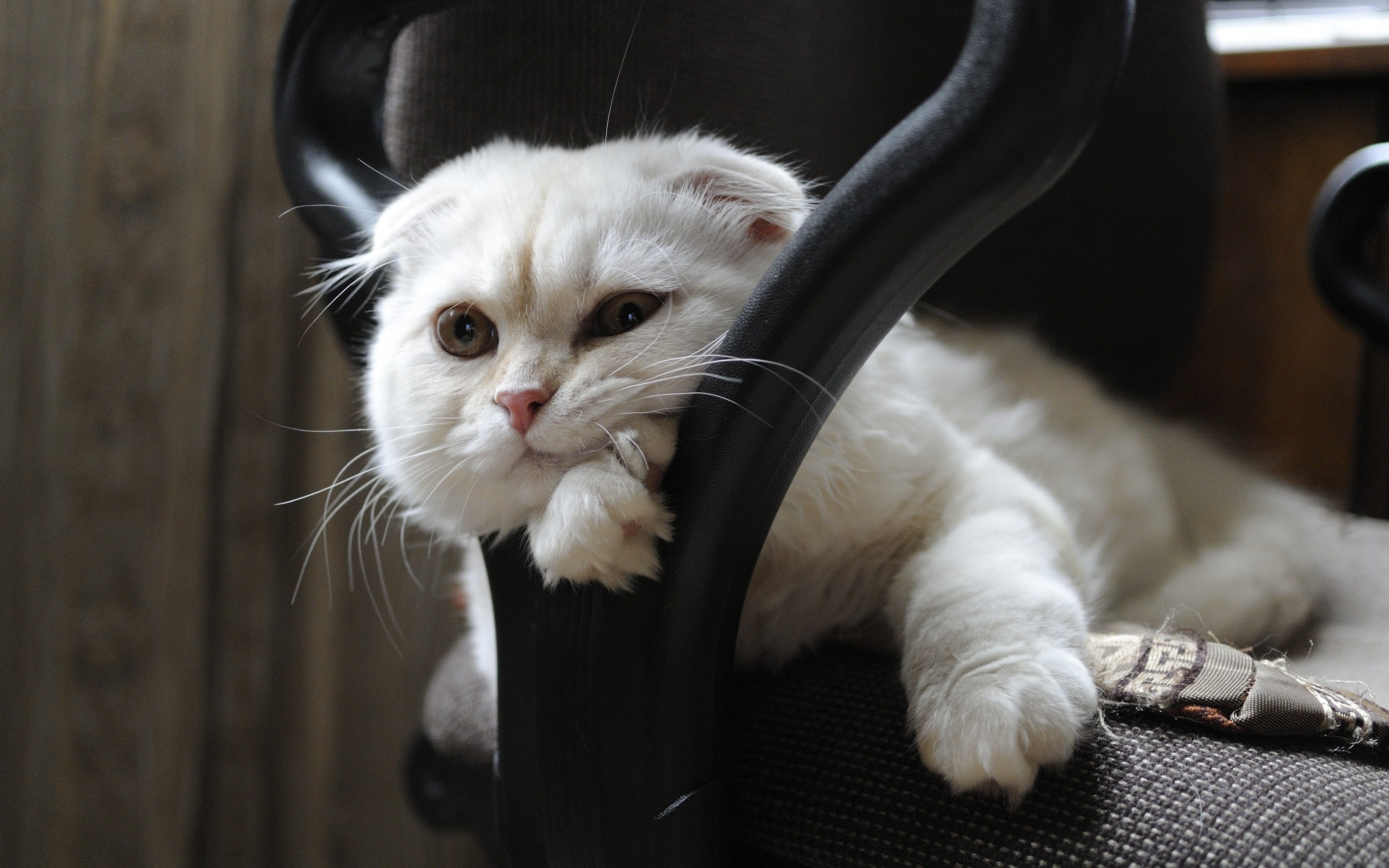 White Scottish Fold cat resting on a chair HD Wallpaper