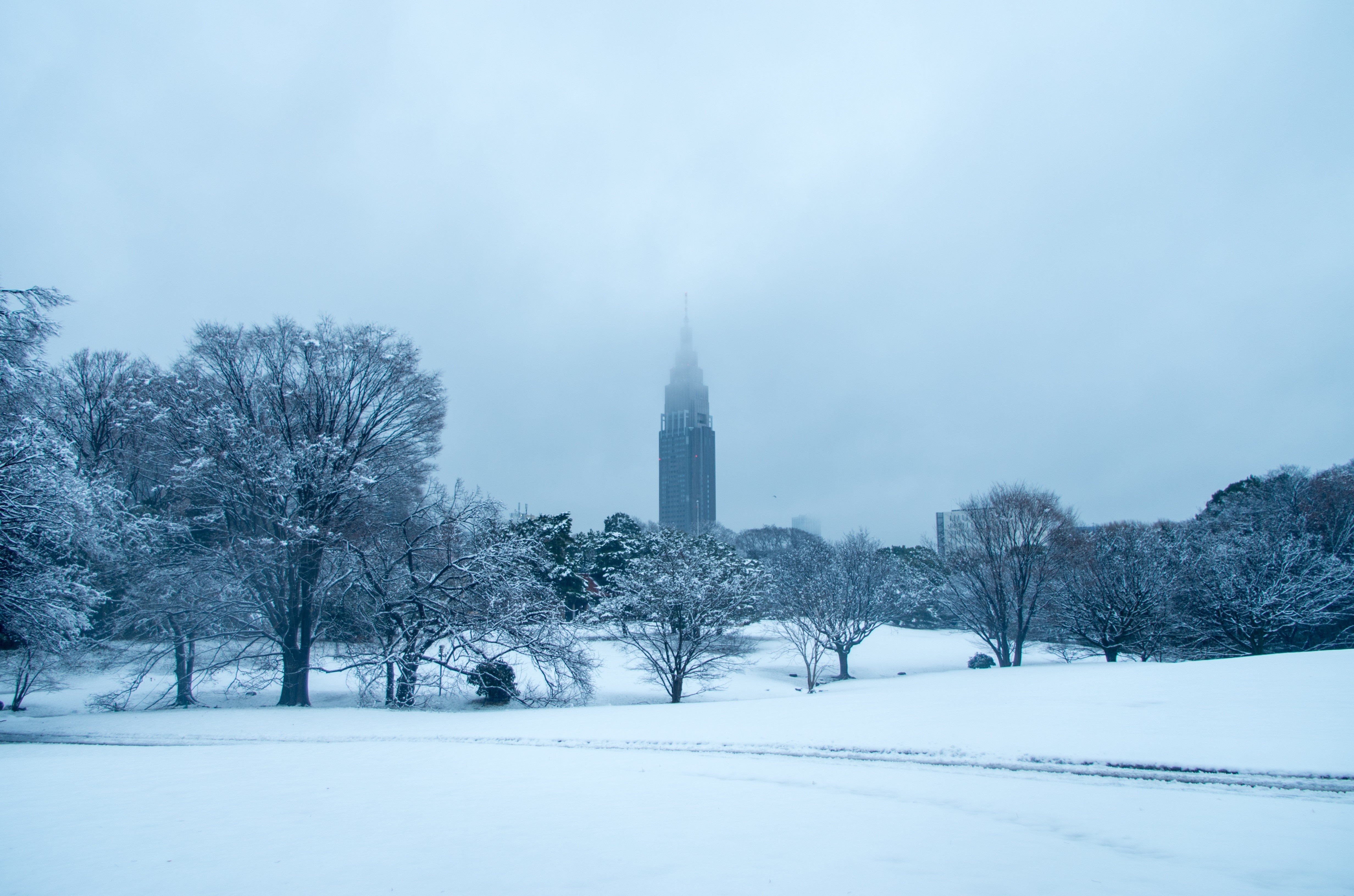 Snowy park with a tall building in the distance HD Wallpaper