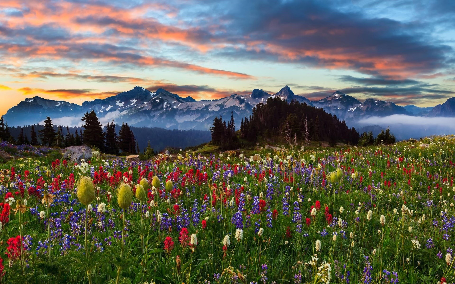 Wildflowers in bloom with mountains at sunset HD Wallpaper