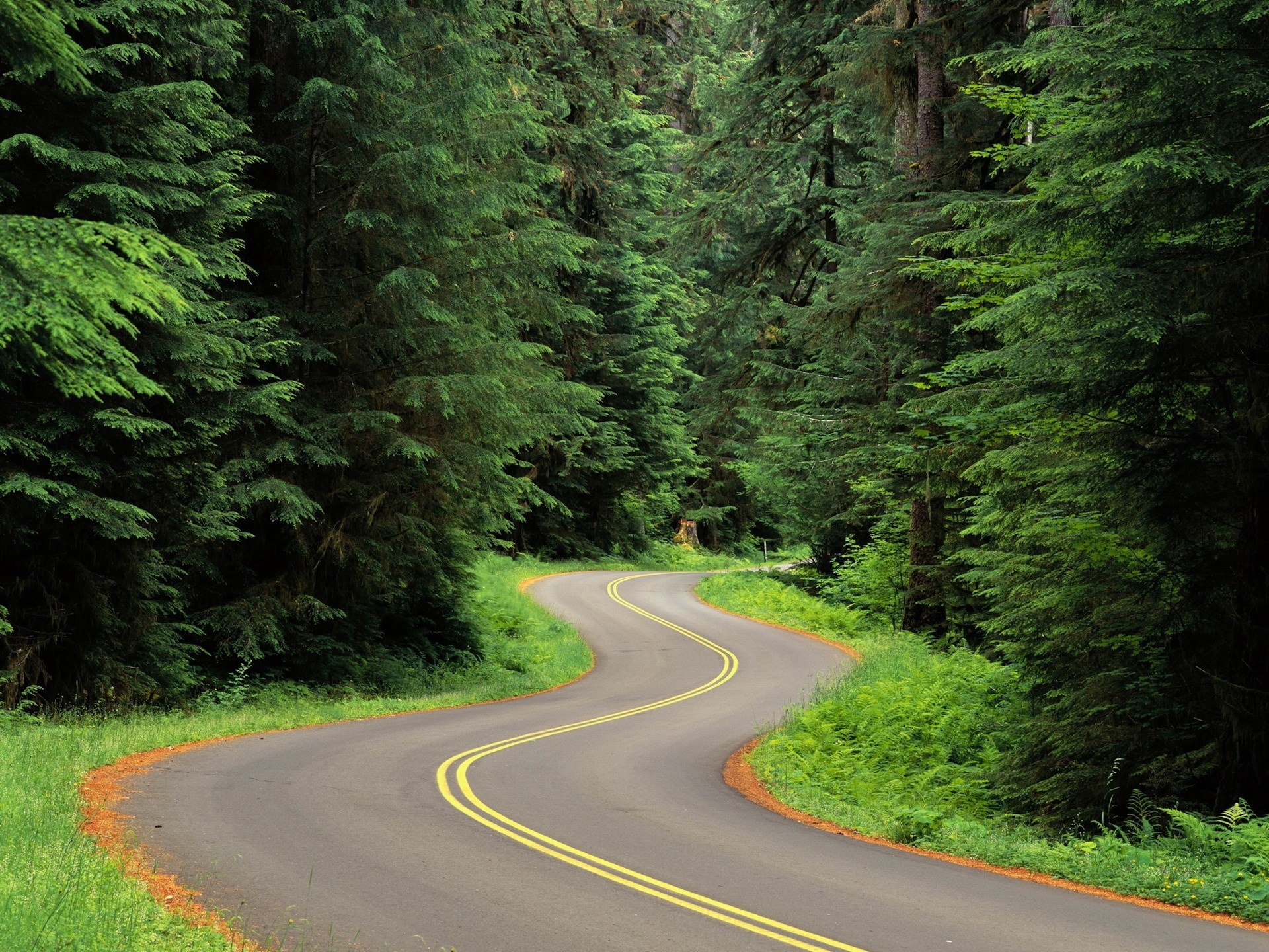 Winding road through a dense green forest HD Wallpaper
