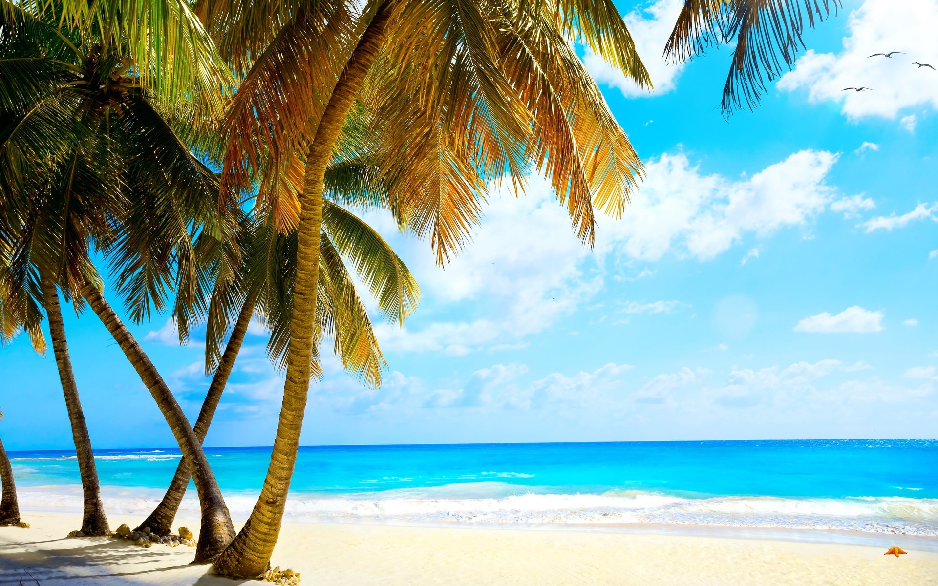 Palm trees on a tropical beach with turquoise ocean HD Wallpaper