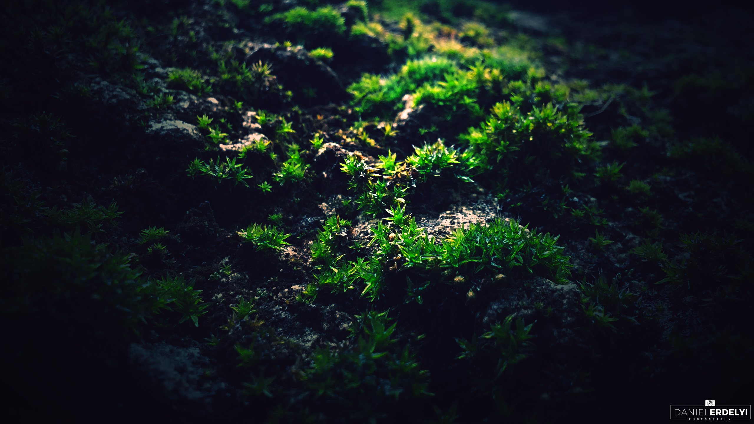 Close-up of moss with sunlight filtering through HD Wallpaper