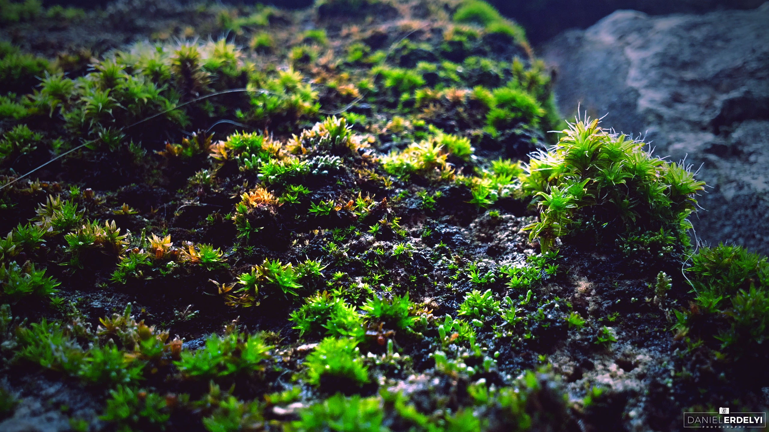 Macro photography of moss on a rock HD Wallpaper