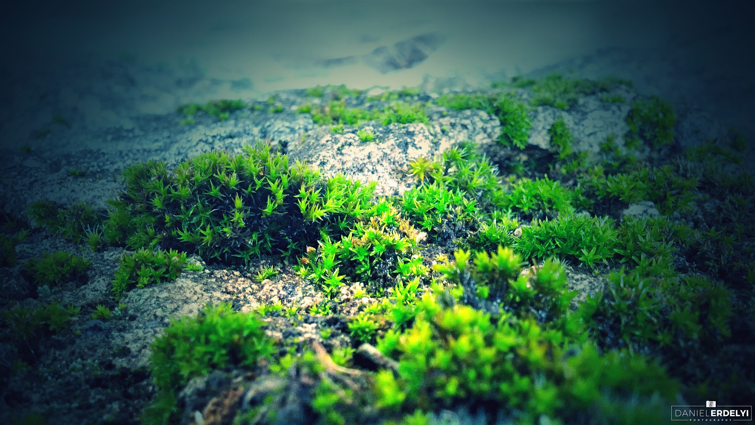 Moss growing on rocks in sunlight HD Wallpaper