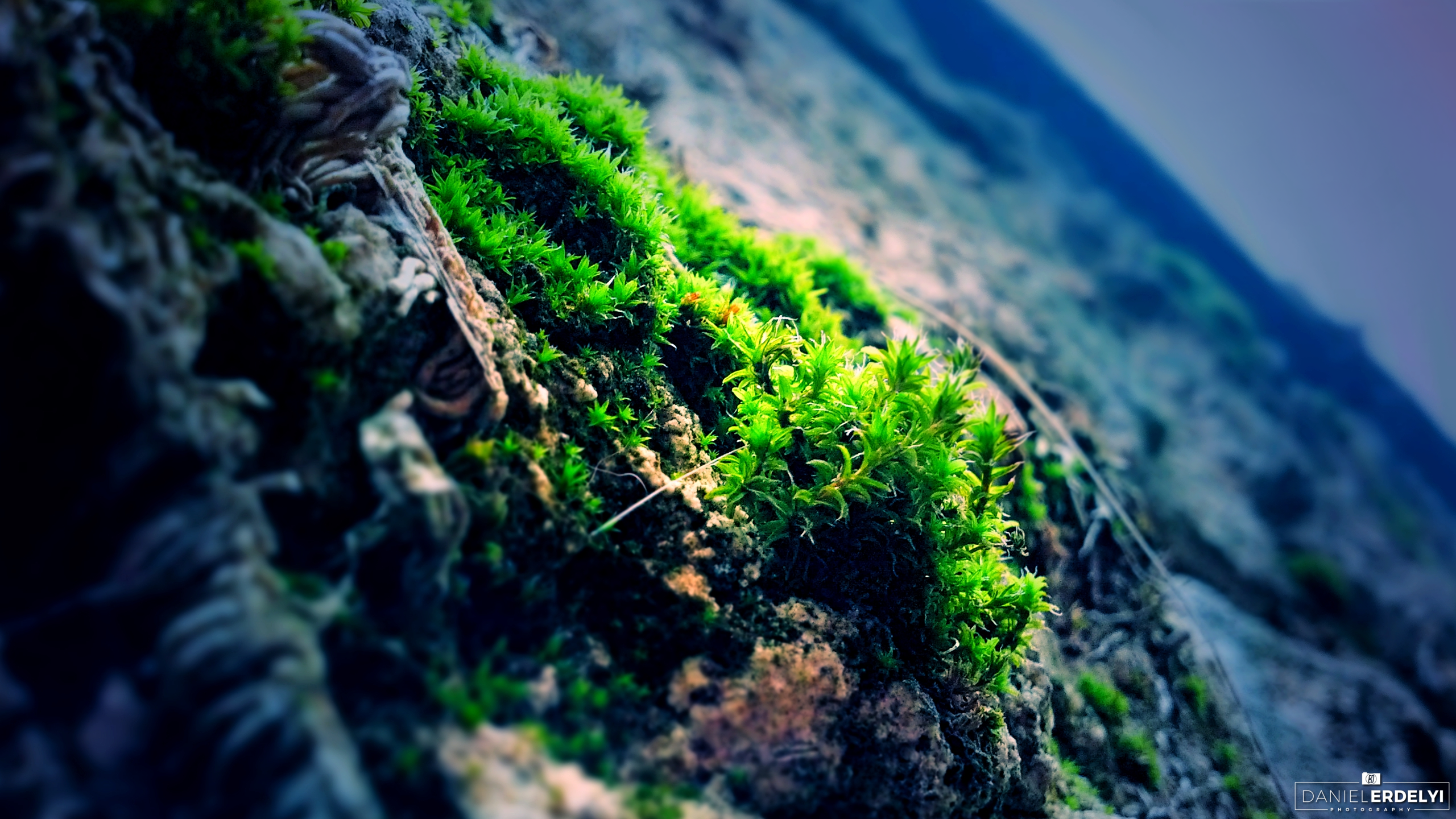 Close-up of green moss on a rock surface HD Wallpaper