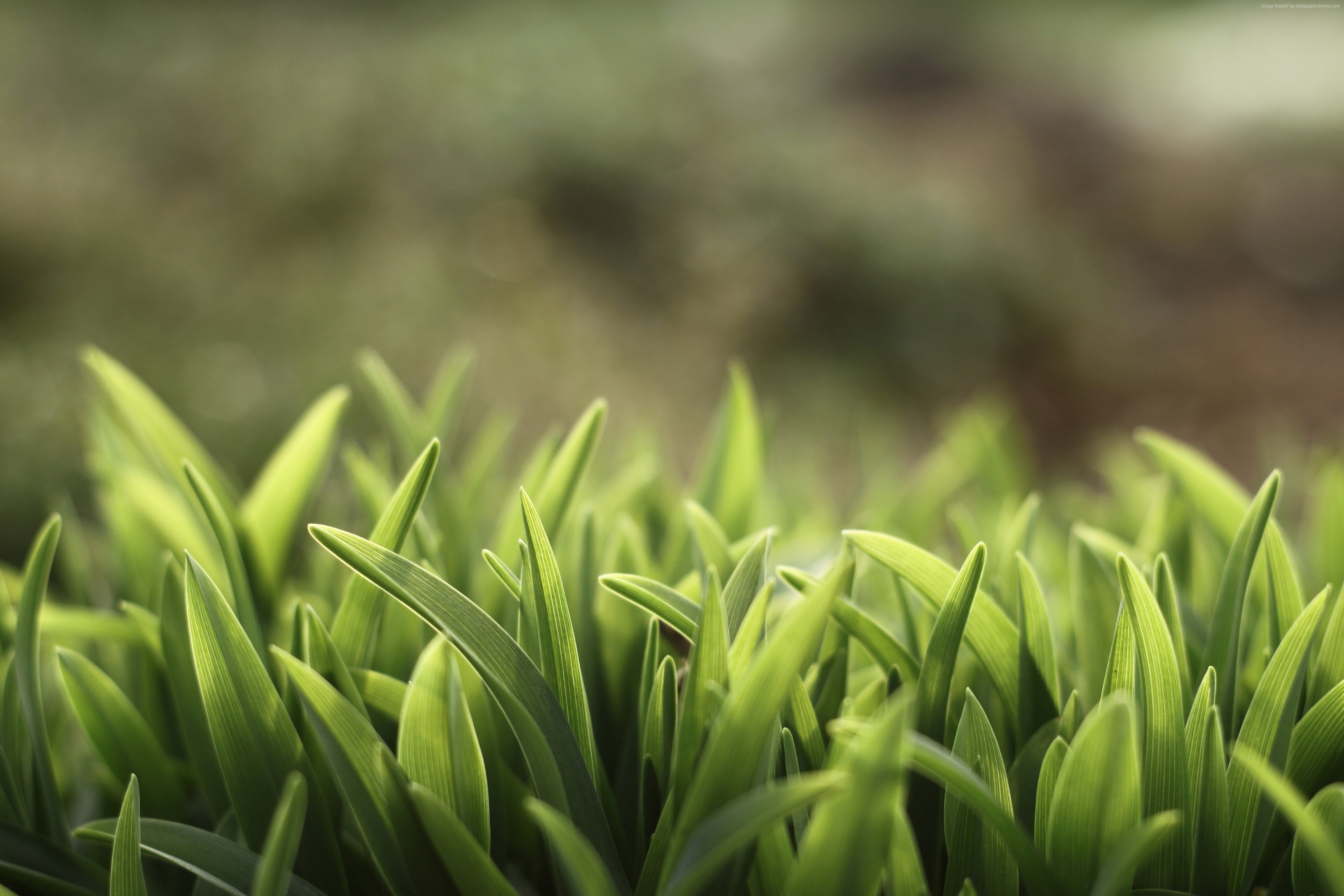 Green grass macro photography HD Wallpaper