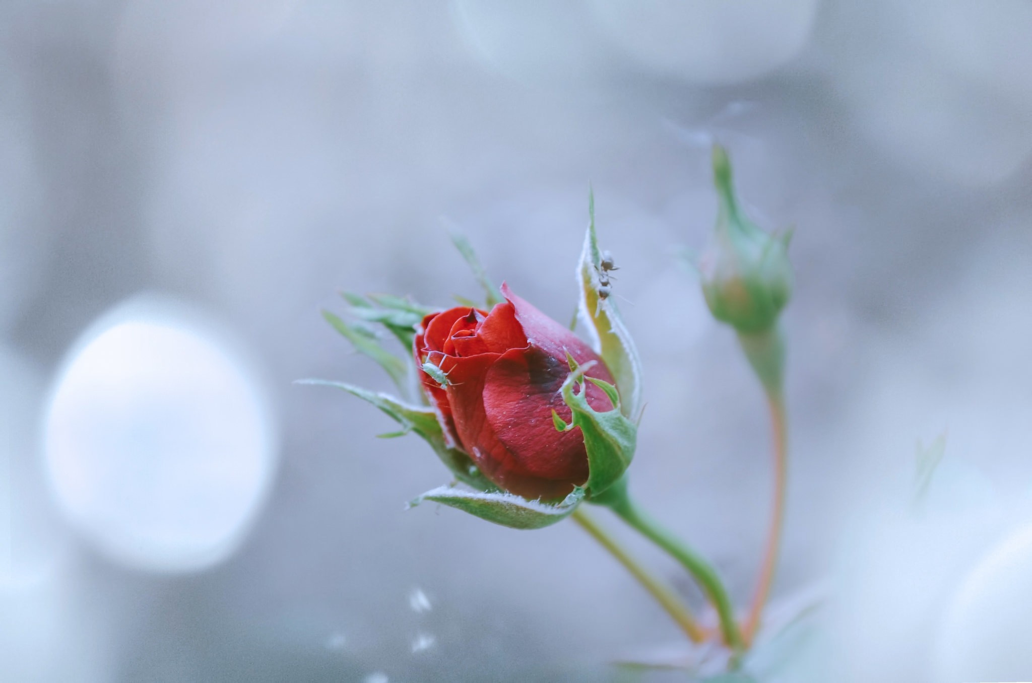 Red rose bud with aphids and ants HD Wallpaper
