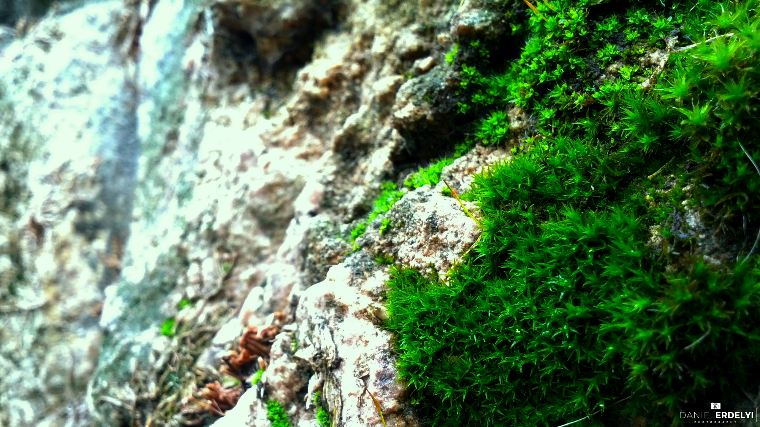 Close-up of green moss growing on a rock surface HD Wallpaper