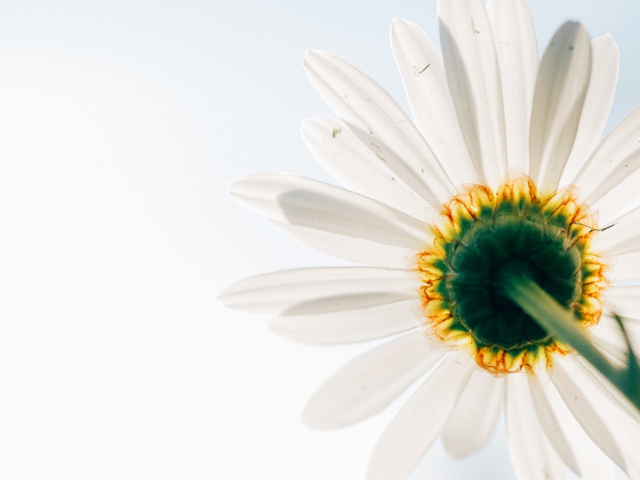 Close-up of a white daisy flower from below HD Wallpaper