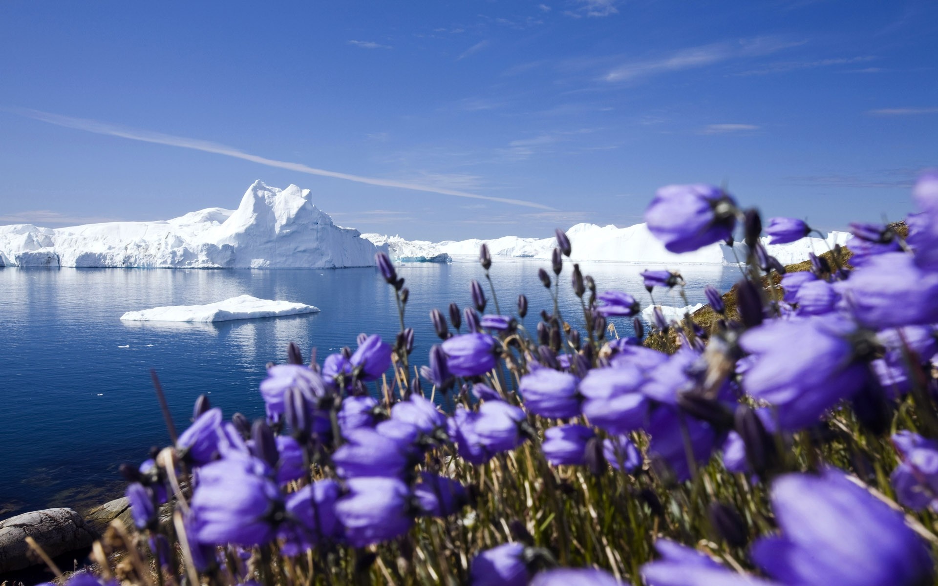 Purple wildflowers in front of icebergs in Greenland HD Wallpaper