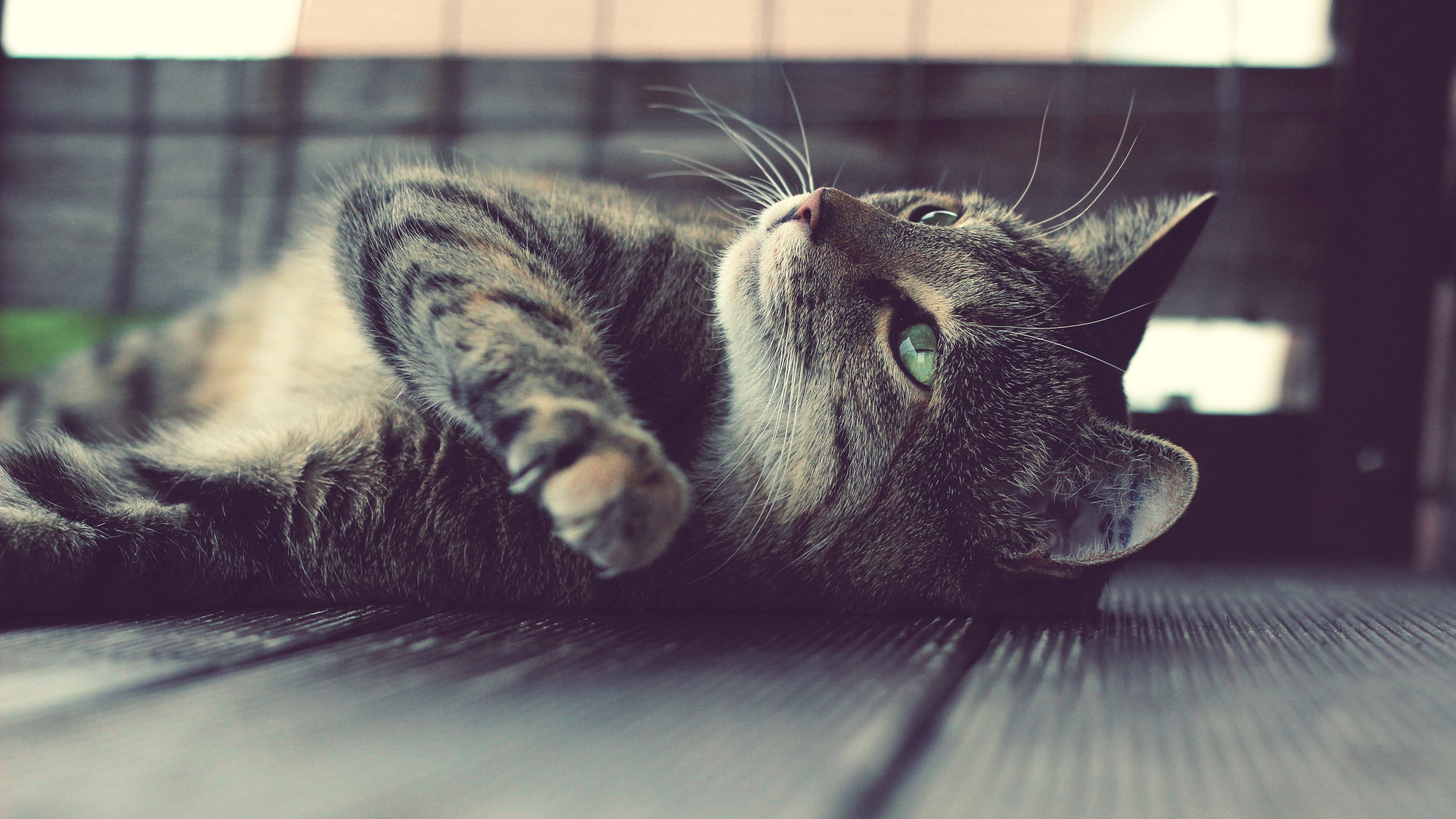 A tabby cat with green eyes lies on wooden planks HD Wallpaper